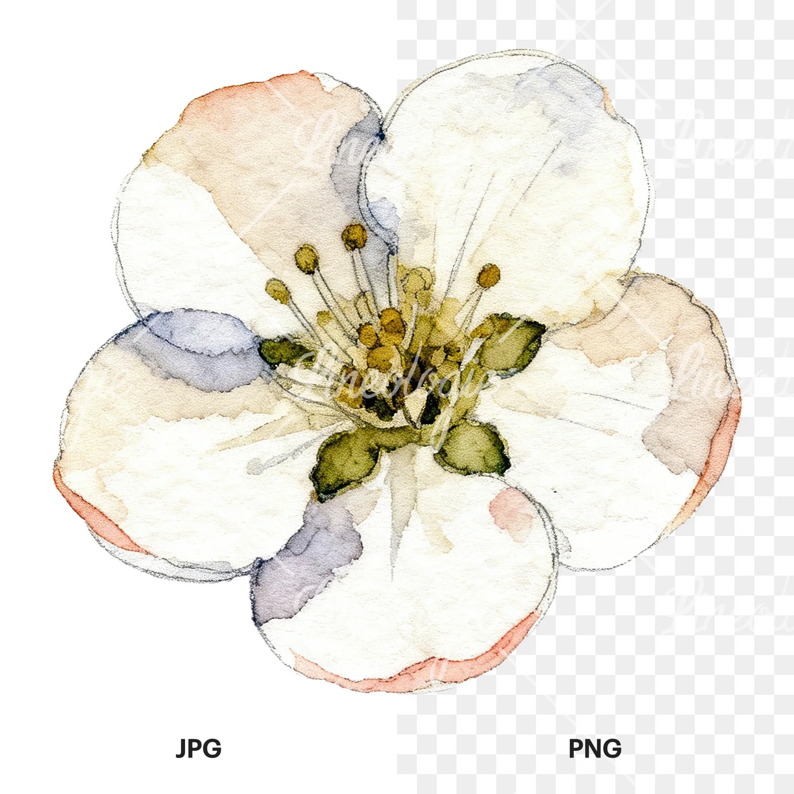 Watercolor red and cream cherry blossom clipart 1 of 9, as a JPG on white and a transparent PNG