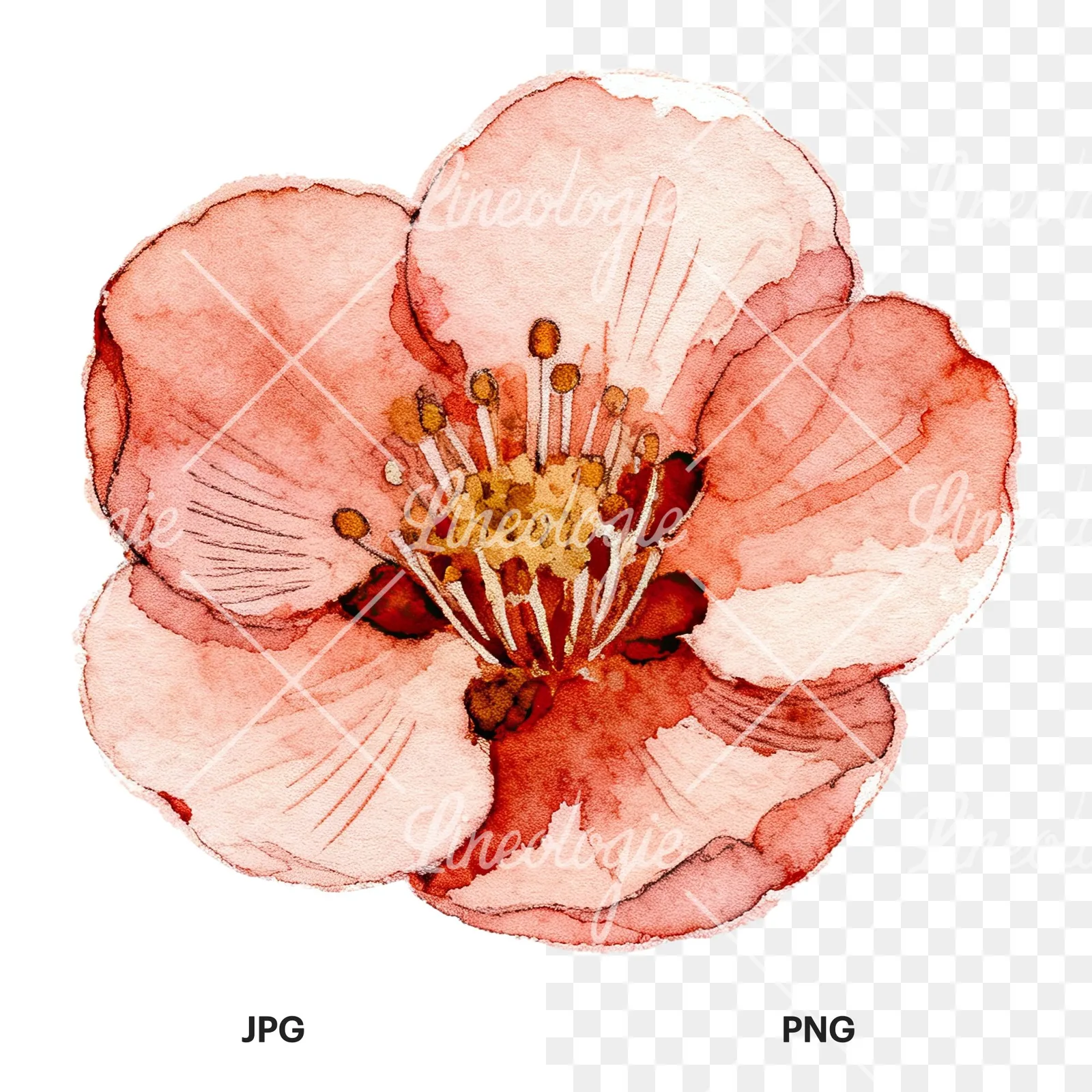 Watercolor red and cream cherry blossom clipart 2 of 9, as a JPG on white and a transparent PNG