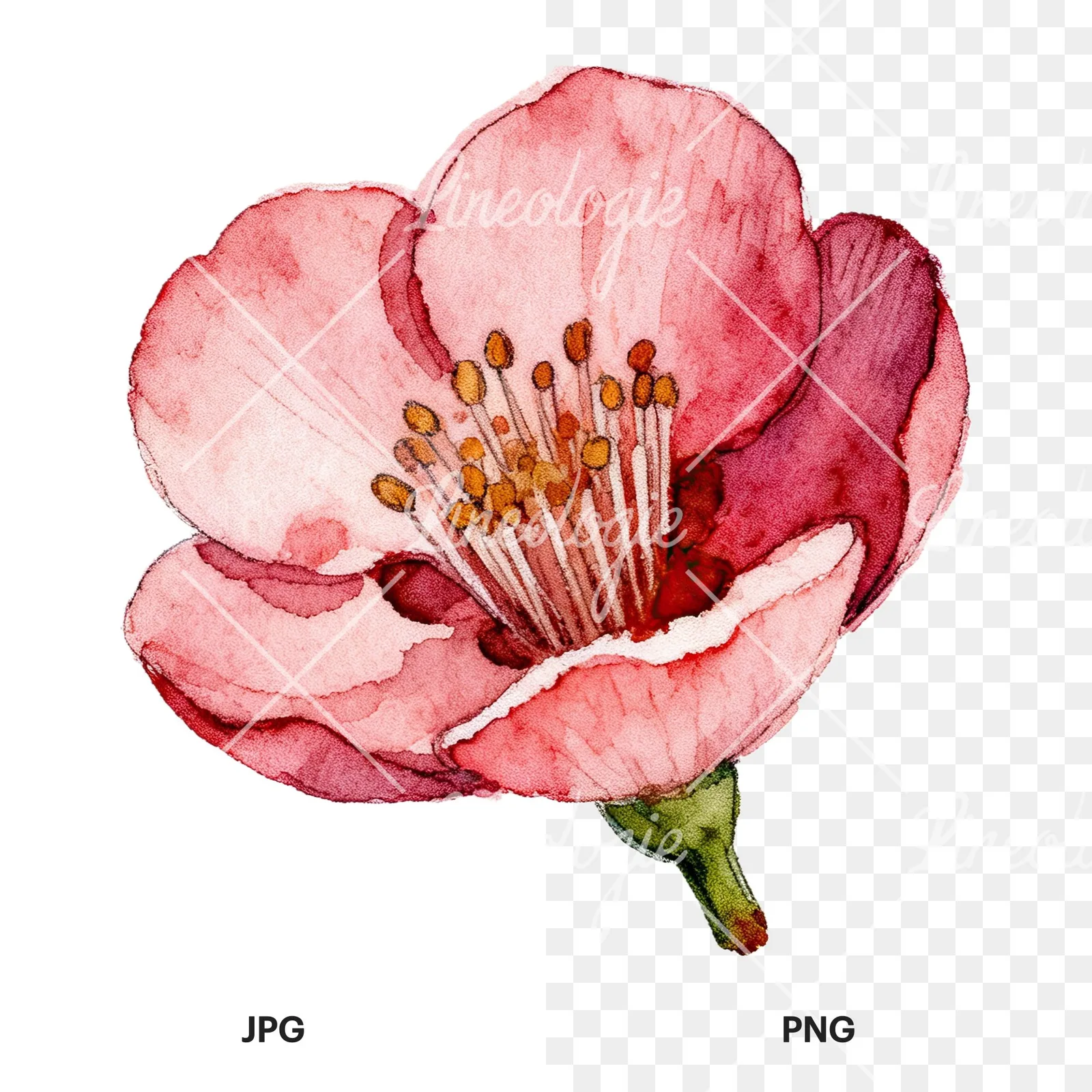Watercolor red and cream cherry blossom clipart 9 of 9, as a JPG on white and a transparent PNG