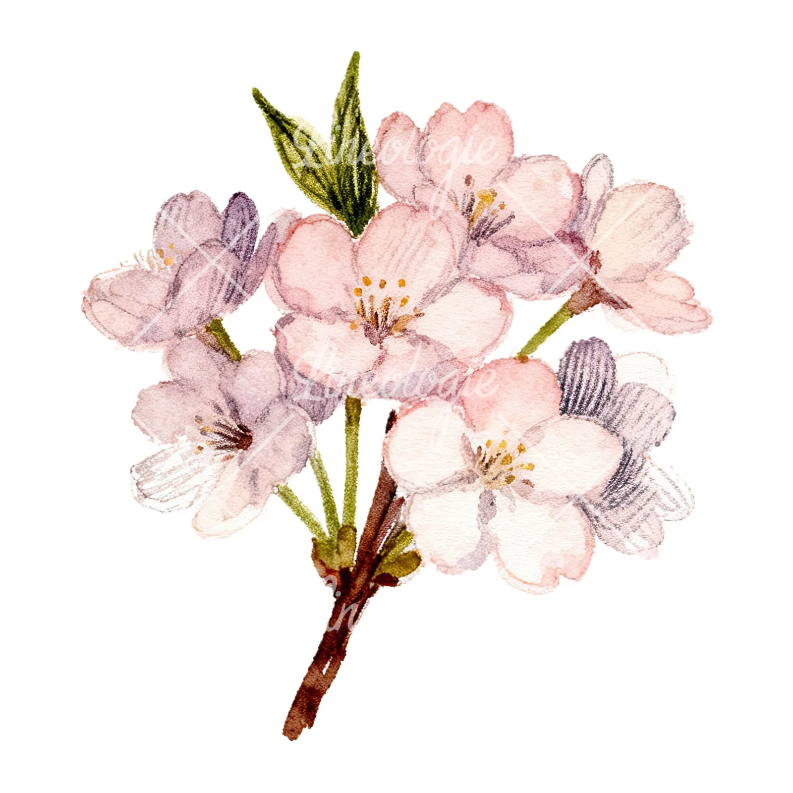 Watercolor purple and pink cherry blossom bouquet clipart 9 of 9 on a white background (JPG)