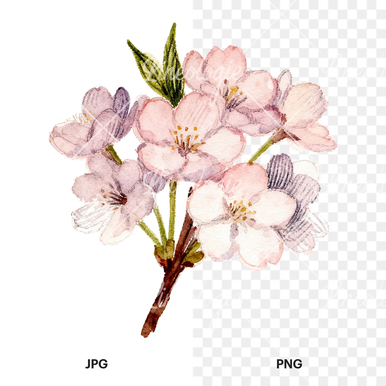 Watercolor purple and pink cherry blossom bouquet clipart 9 of 9, as a JPG on white and a transparent PNG