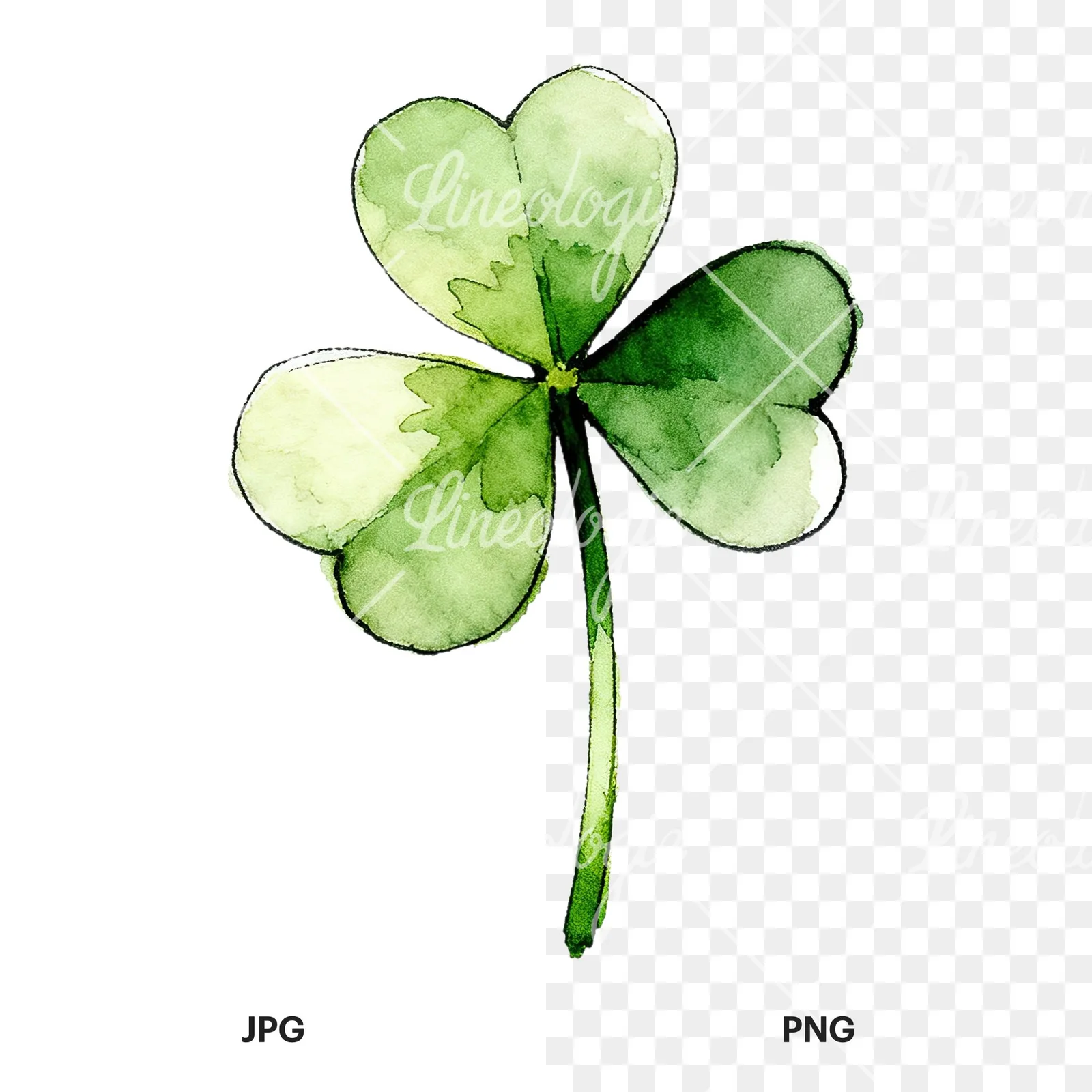 Watercolor saturated clover flower clipart 2 of 9, as a JPG on white and a transparent PNG