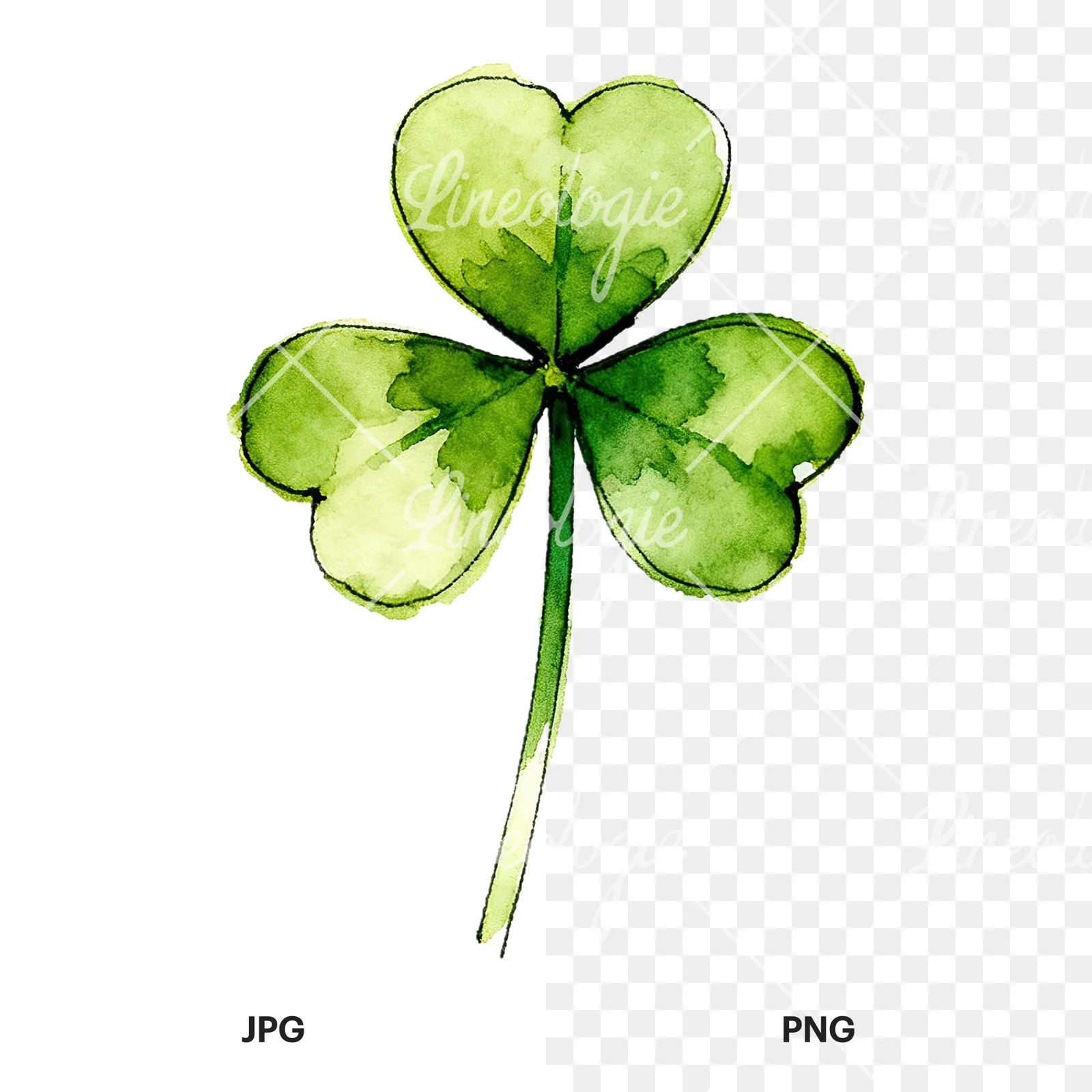 Watercolor saturated clover flower clipart 6 of 9, as a JPG on white and a transparent PNG