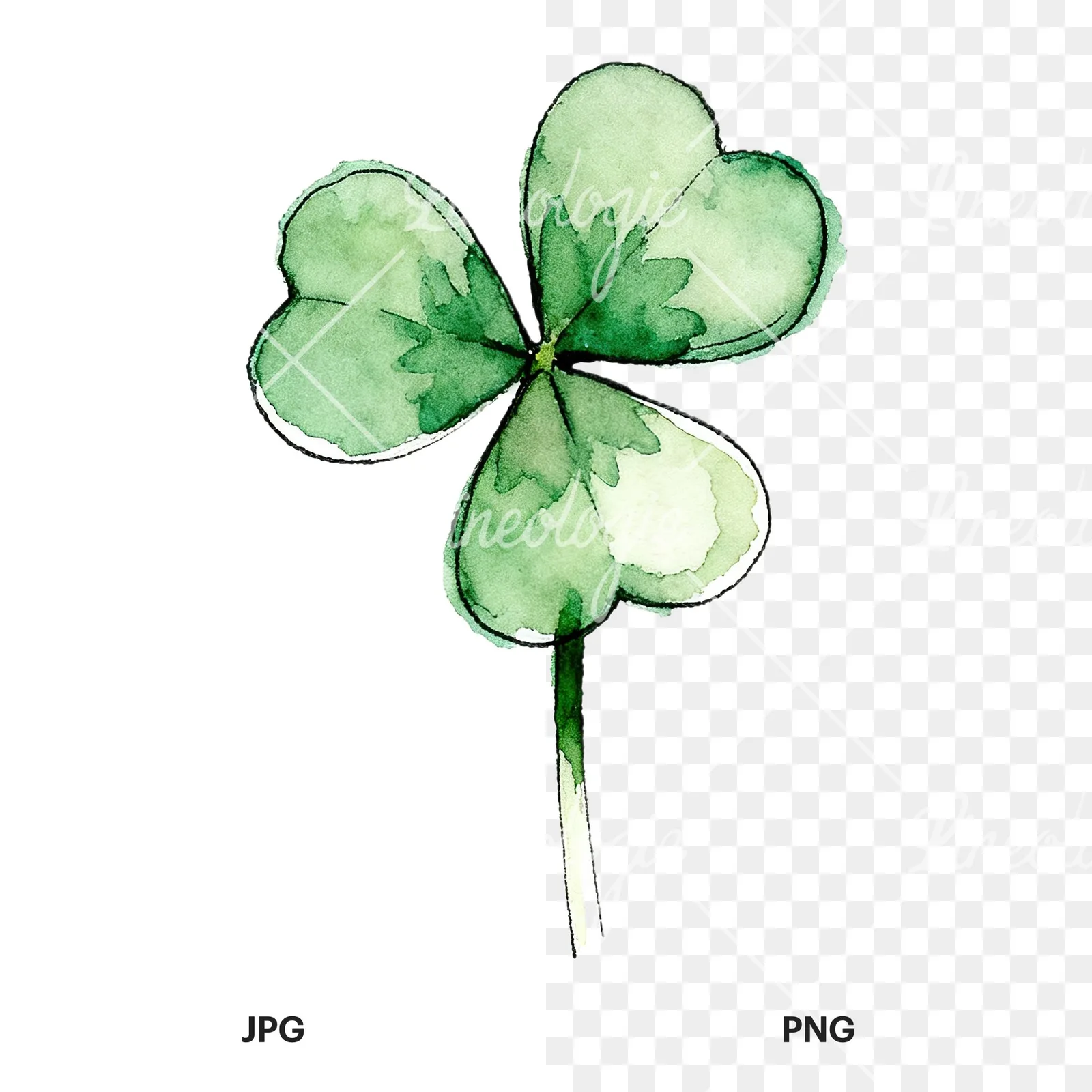 Watercolor saturated clover flower clipart 7 of 9, as a JPG on white and a transparent PNG