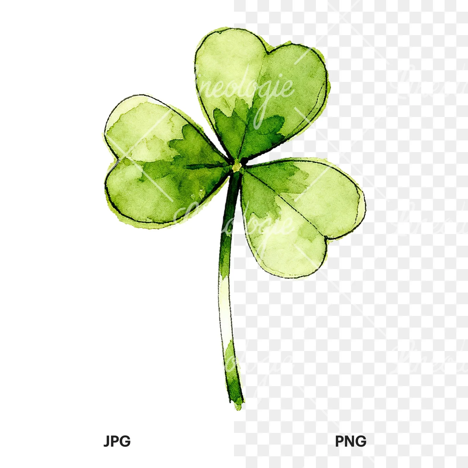 Watercolor saturated clover flower clipart 9 of 9, as a JPG on white and a transparent PNG