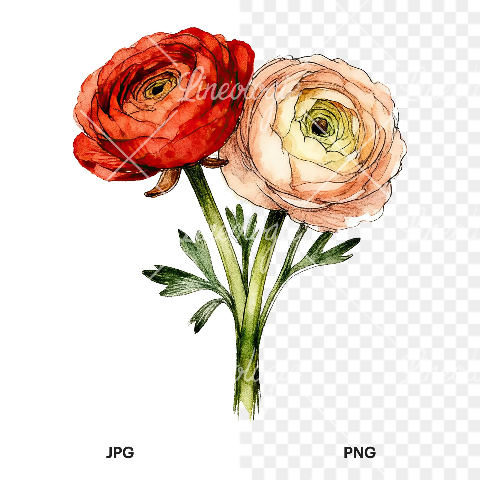 Watercolor ranunculus bouquet with purple clipart 3 of 9, as a JPG on white and a transparent PNG