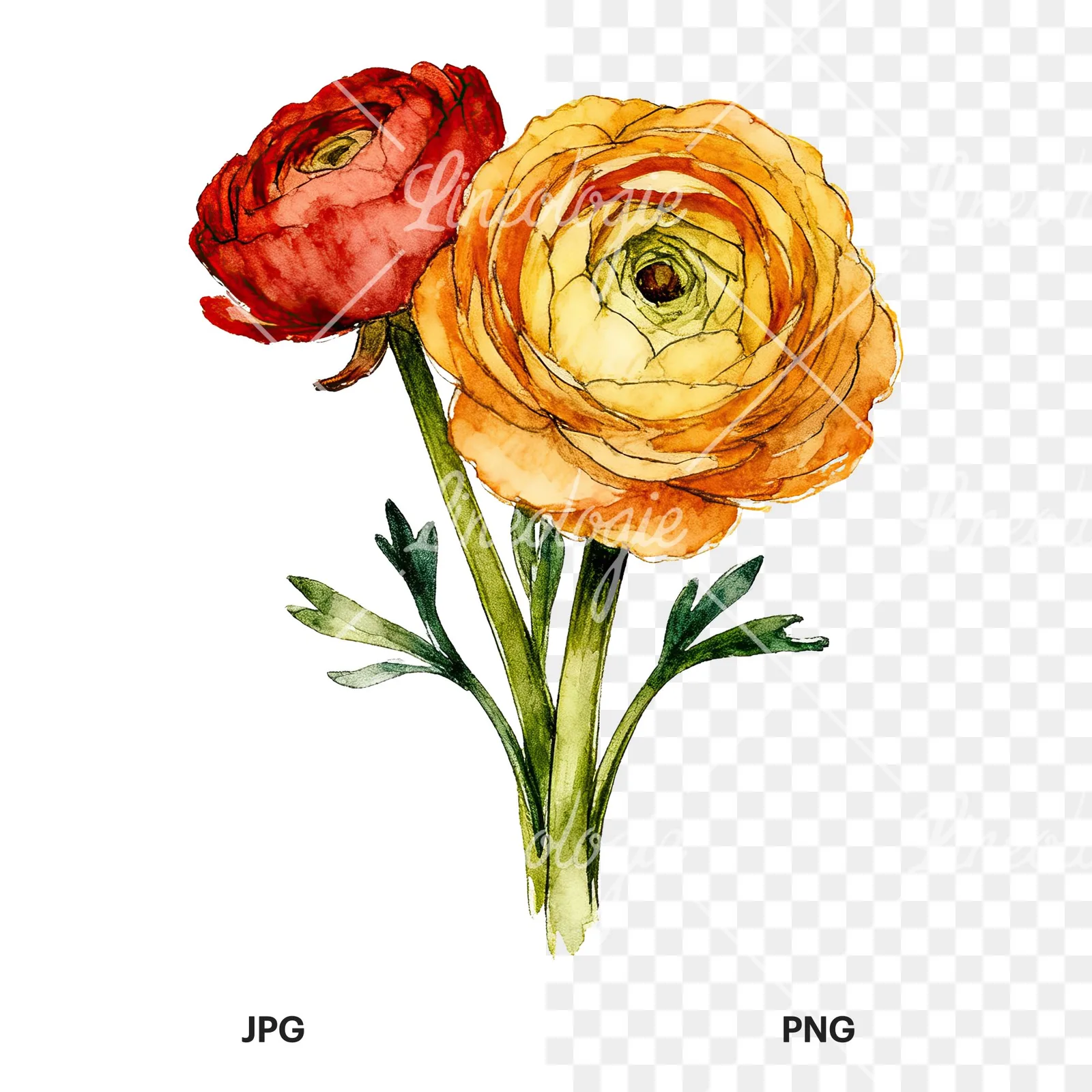 Watercolor ranunculus bouquet with purple clipart 5 of 9, as a JPG on white and a transparent PNG