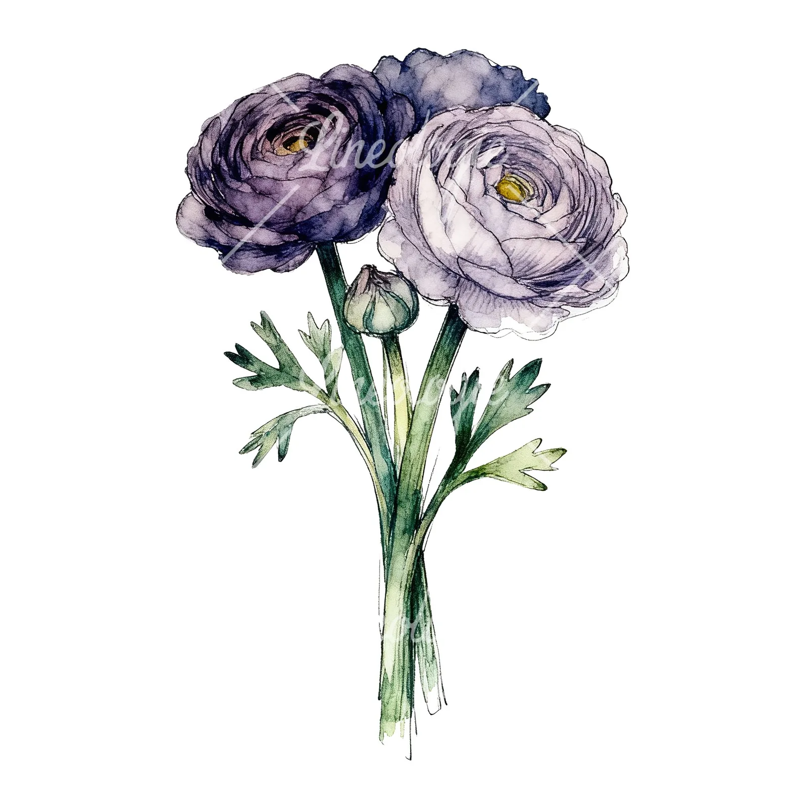 Watercolor ranunculus bouquet with purple clipart 7 of 9 on a white background (JPG)