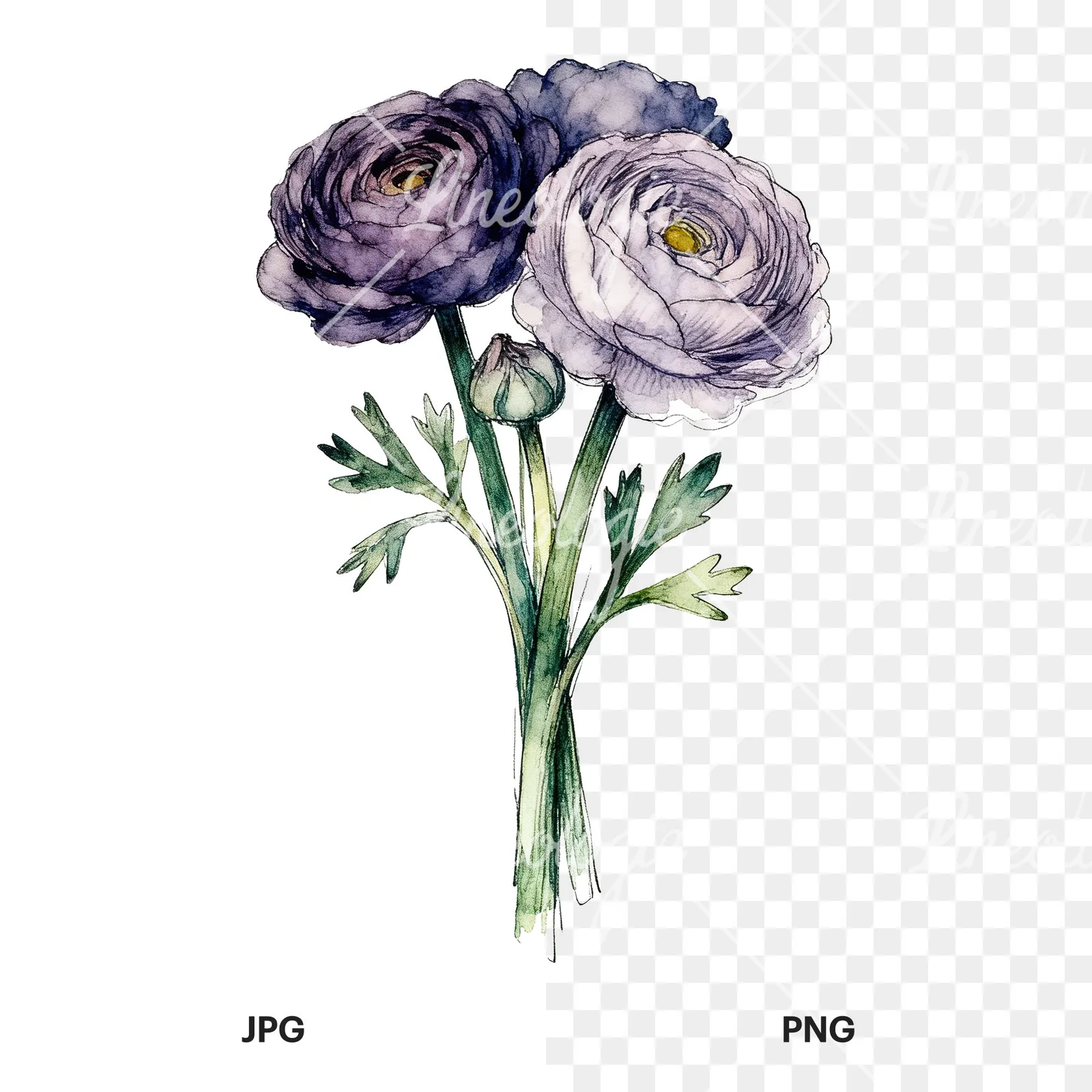 Watercolor ranunculus bouquet with purple clipart 7 of 9, as a JPG on white and a transparent PNG