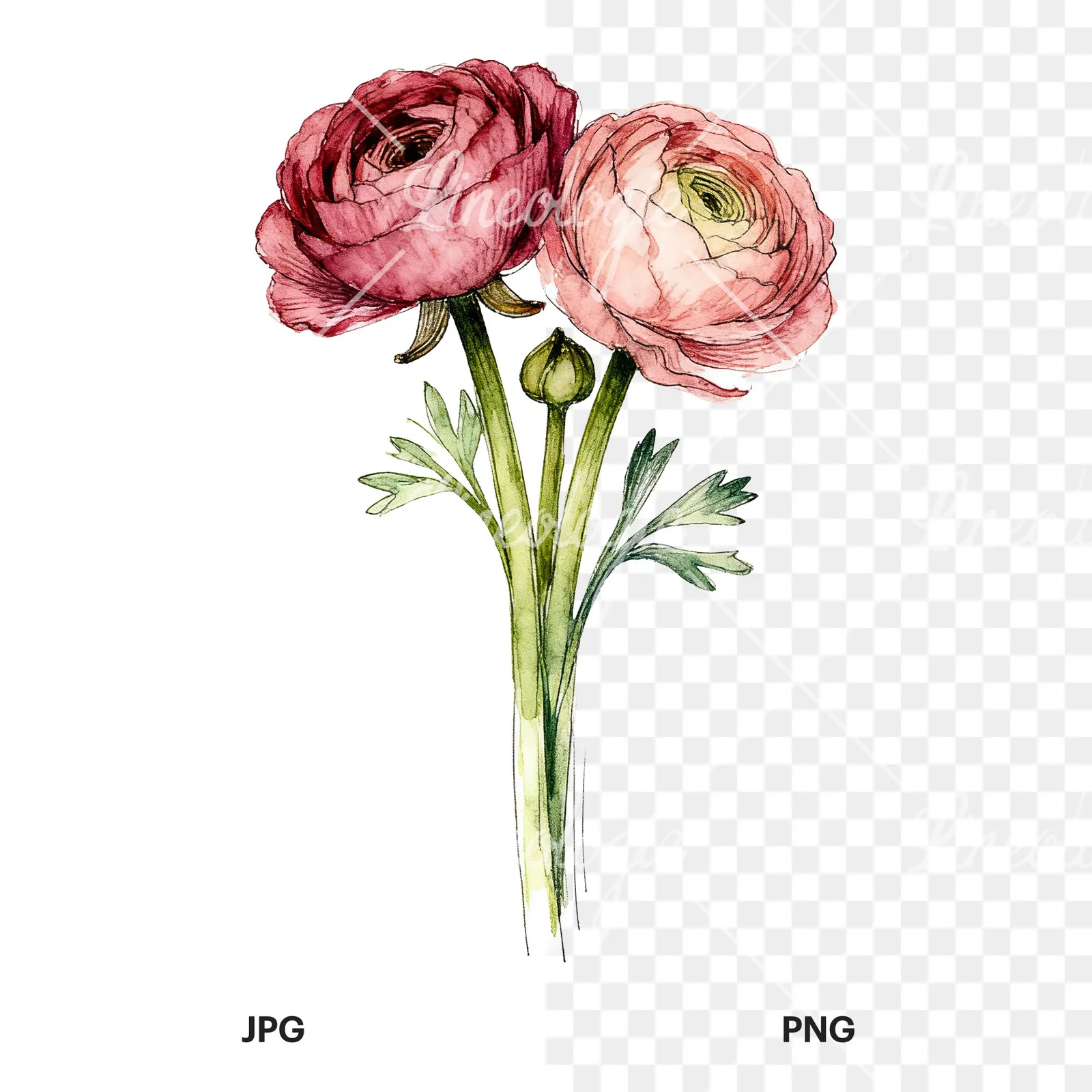 Watercolor ranunculus bouquet with purple clipart 9 of 9, as a JPG on white and a transparent PNG