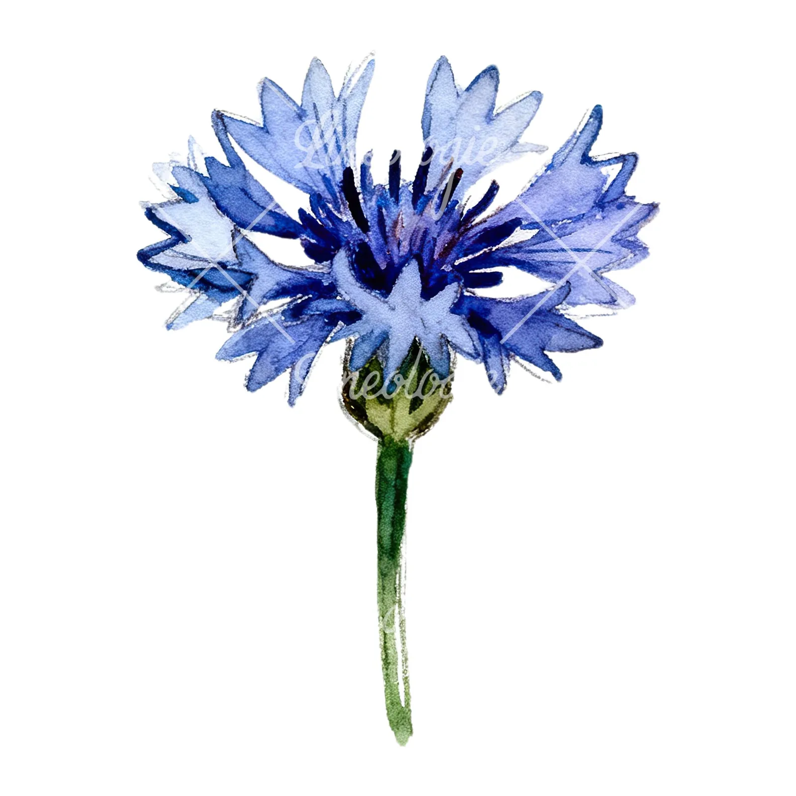 Watercolor blue and purple cornflower stem clipart 1 of 9 on a white background (JPG)
