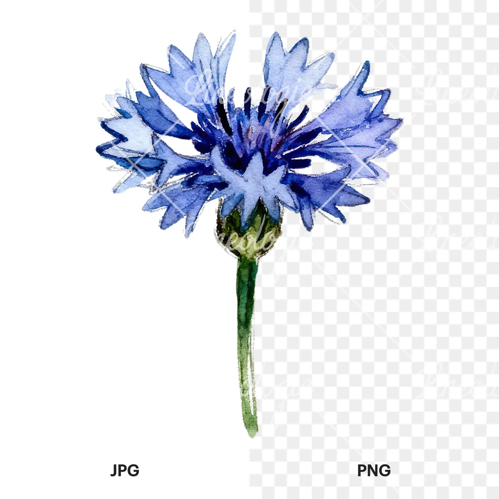 Watercolor blue and purple cornflower stem clipart 1 of 9, as a JPG on white and a transparent PNG