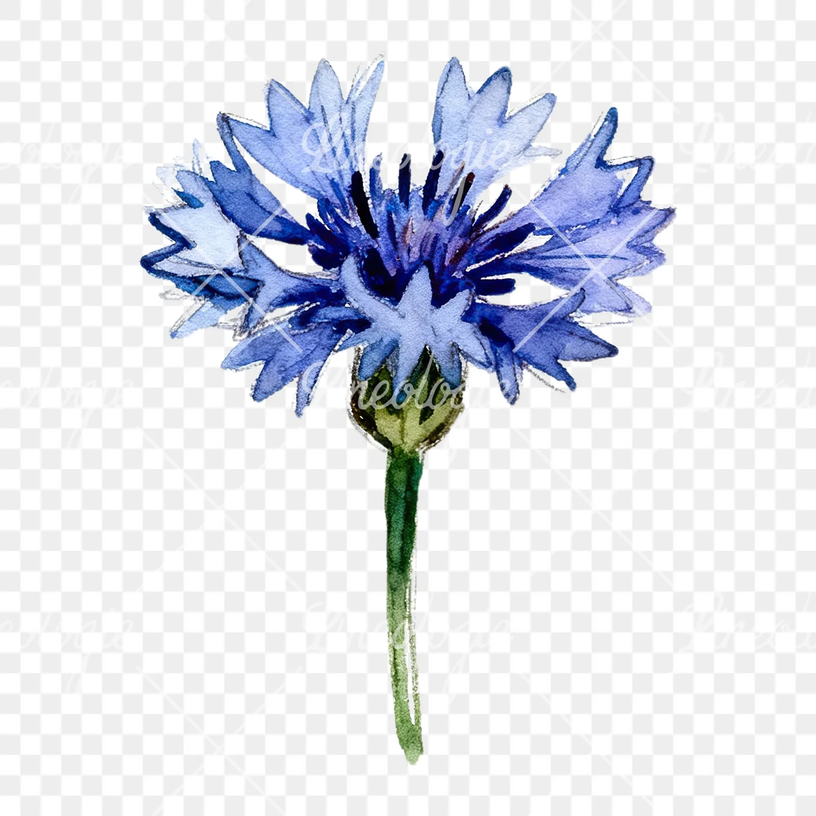 Watercolor blue and purple cornflower stem clipart 1 of 9 on a transparent background (PNG)