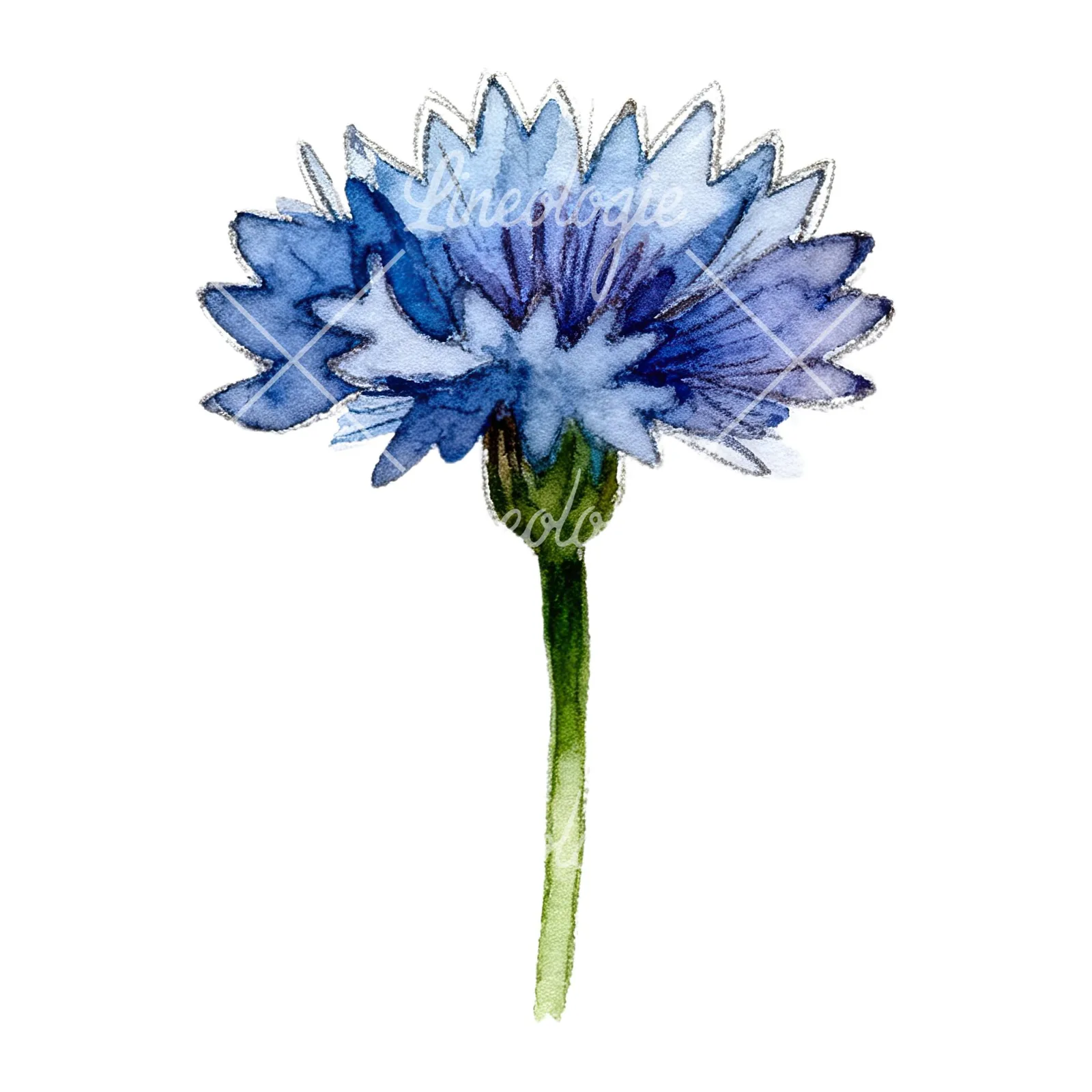 Watercolor blue and purple cornflower stem clipart 2 of 9 on a white background (JPG)
