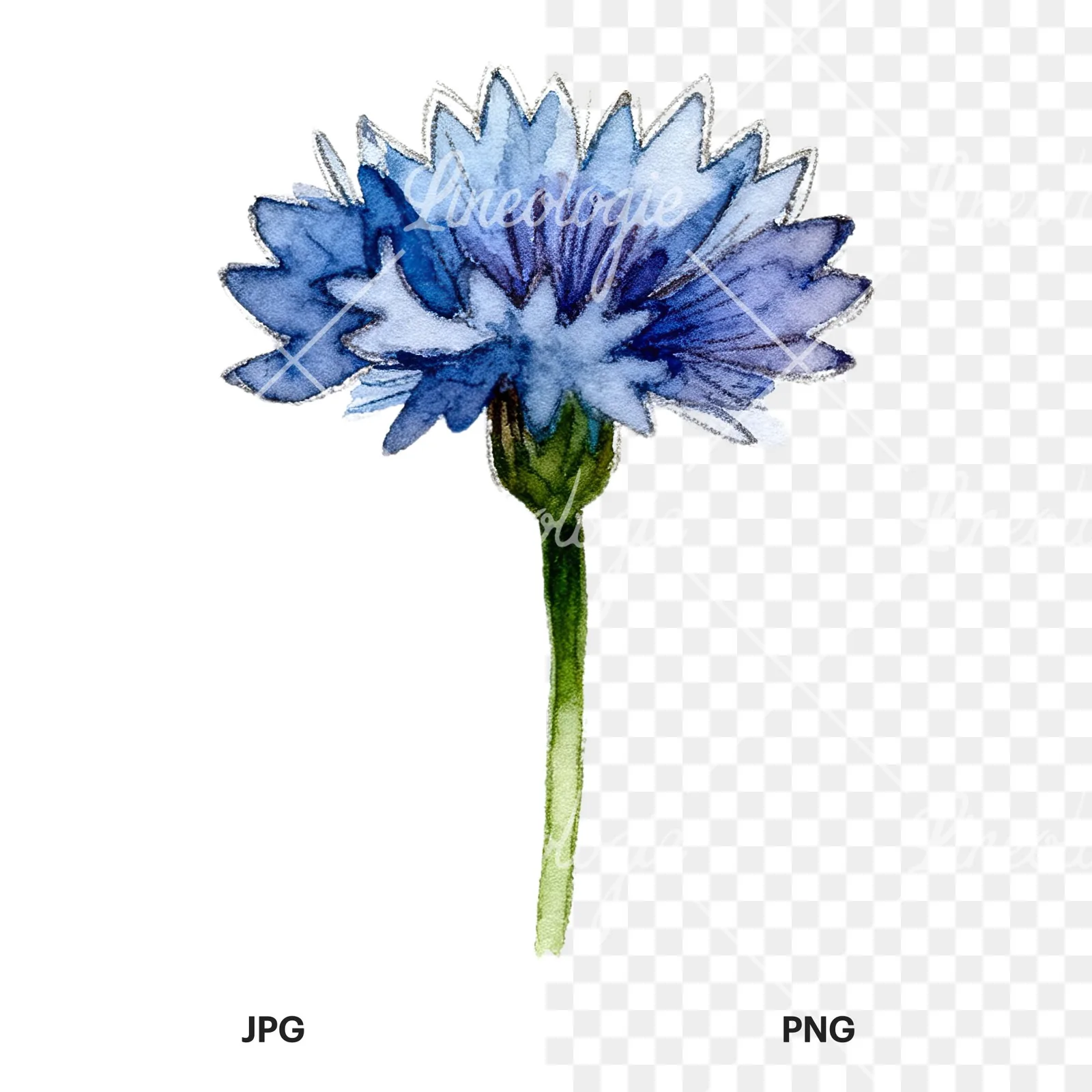 Watercolor blue and purple cornflower stem clipart 2 of 9, as a JPG on white and a transparent PNG