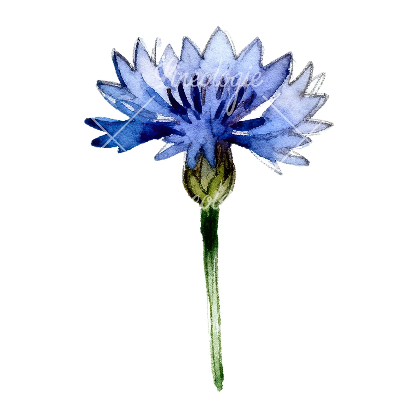 Watercolor blue and purple cornflower stem clipart 3 of 9 on a white background (JPG)