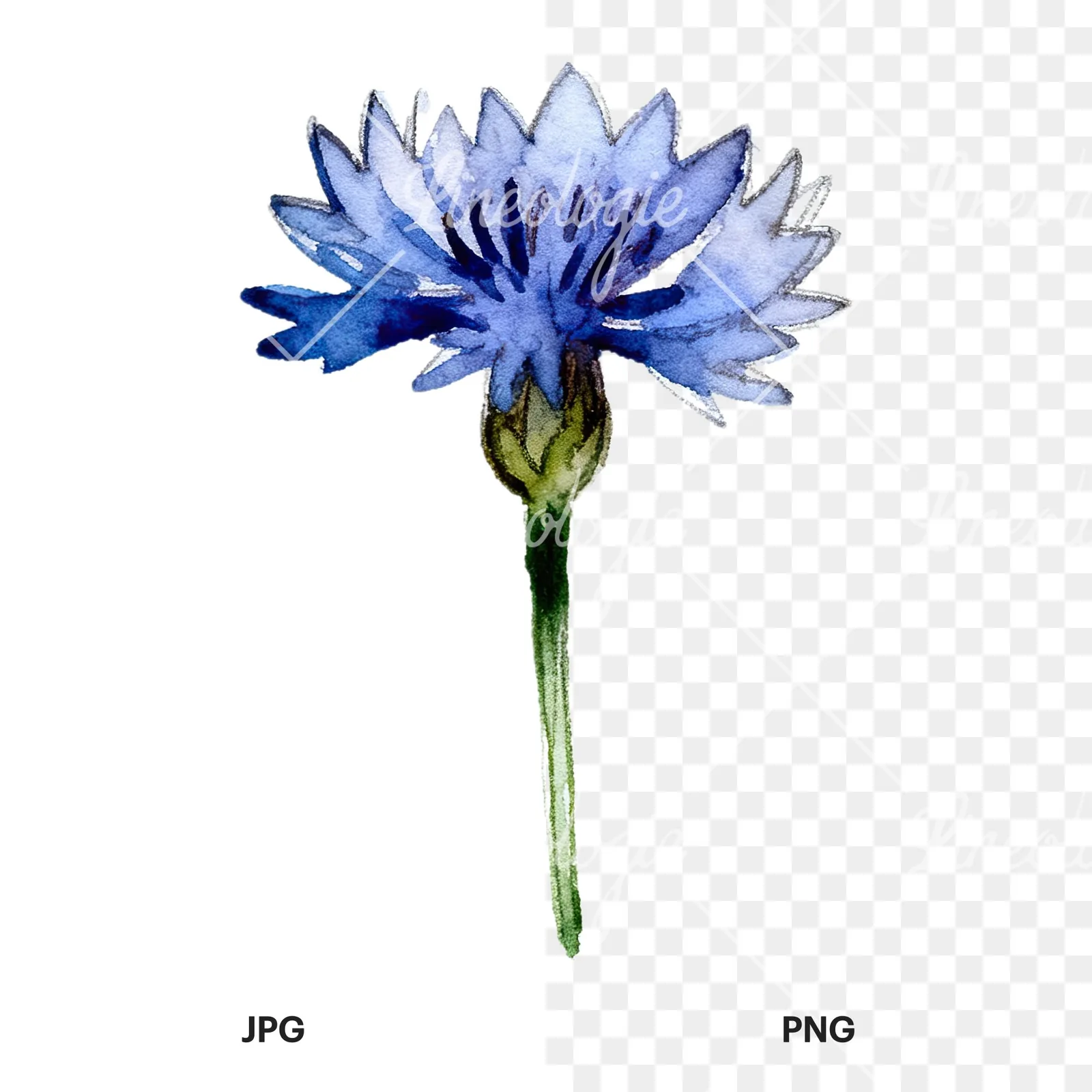 Watercolor blue and purple cornflower stem clipart 3 of 9, as a JPG on white and a transparent PNG
