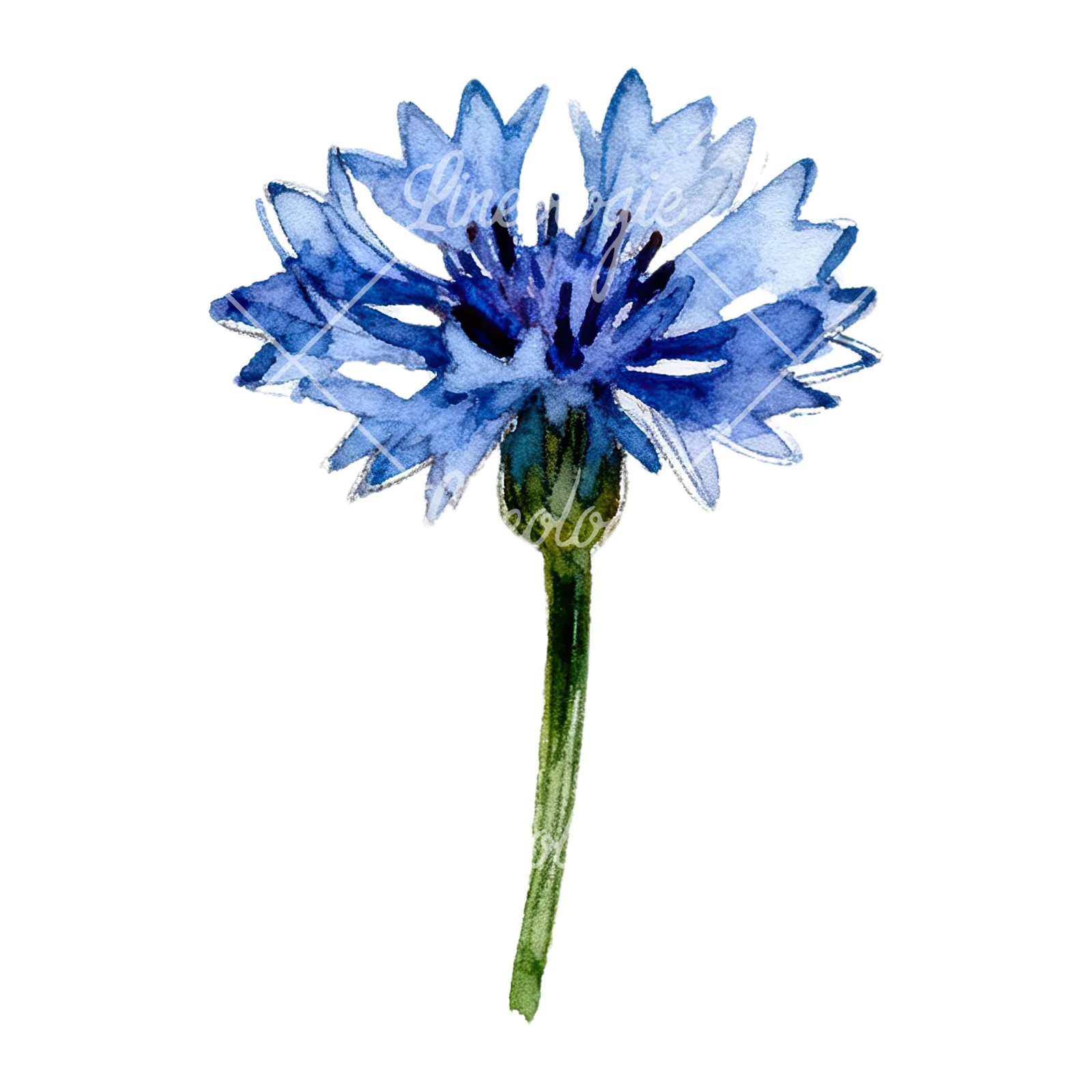Watercolor blue and purple cornflower stem clipart 4 of 9 on a white background (JPG)