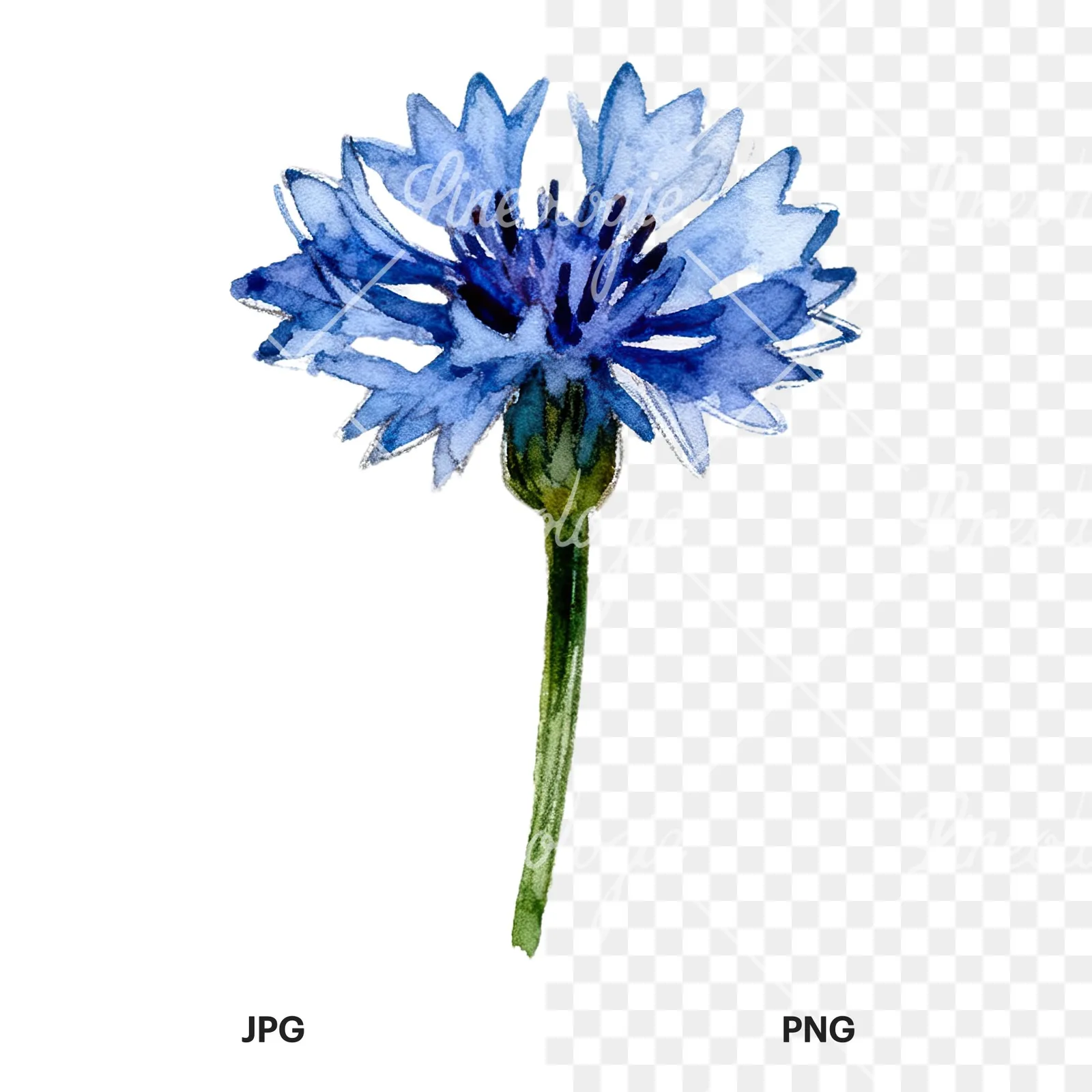 Watercolor blue and purple cornflower stem clipart 4 of 9, as a JPG on white and a transparent PNG