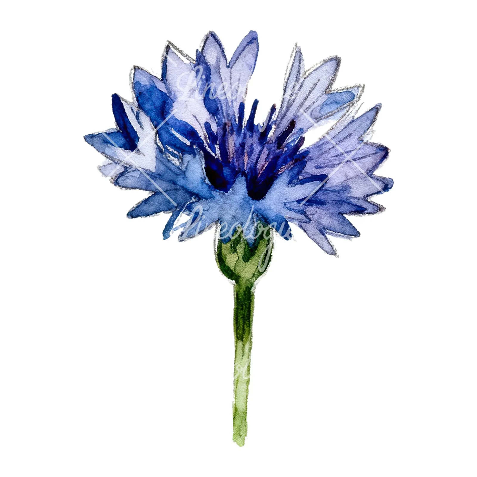 Watercolor blue and purple cornflower stem clipart 5 of 9 on a white background (JPG)
