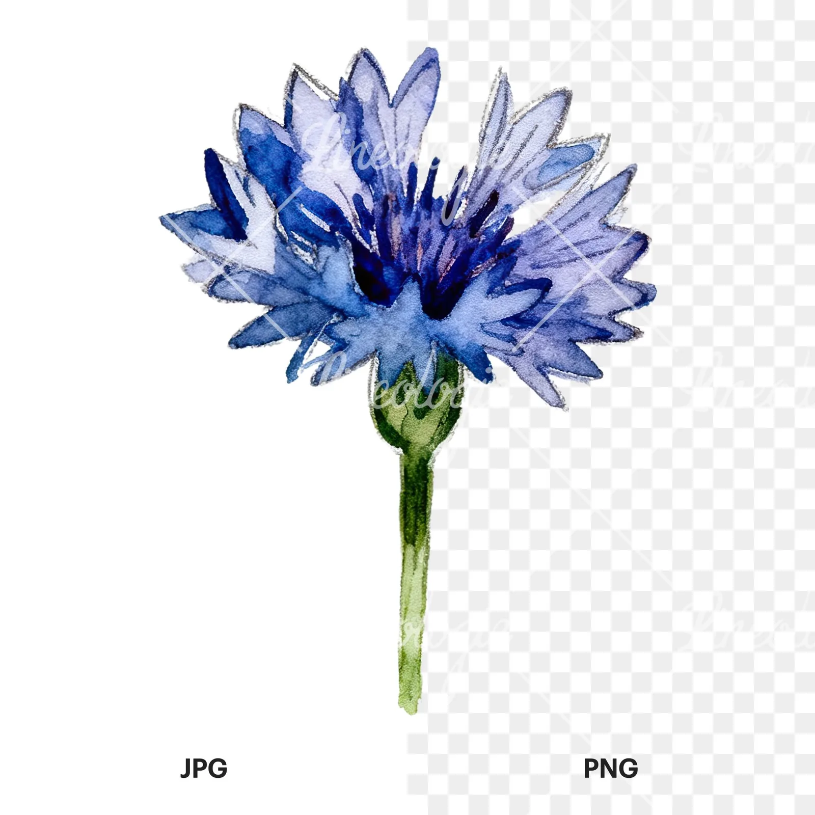 Watercolor blue and purple cornflower stem clipart 5 of 9, as a JPG on white and a transparent PNG