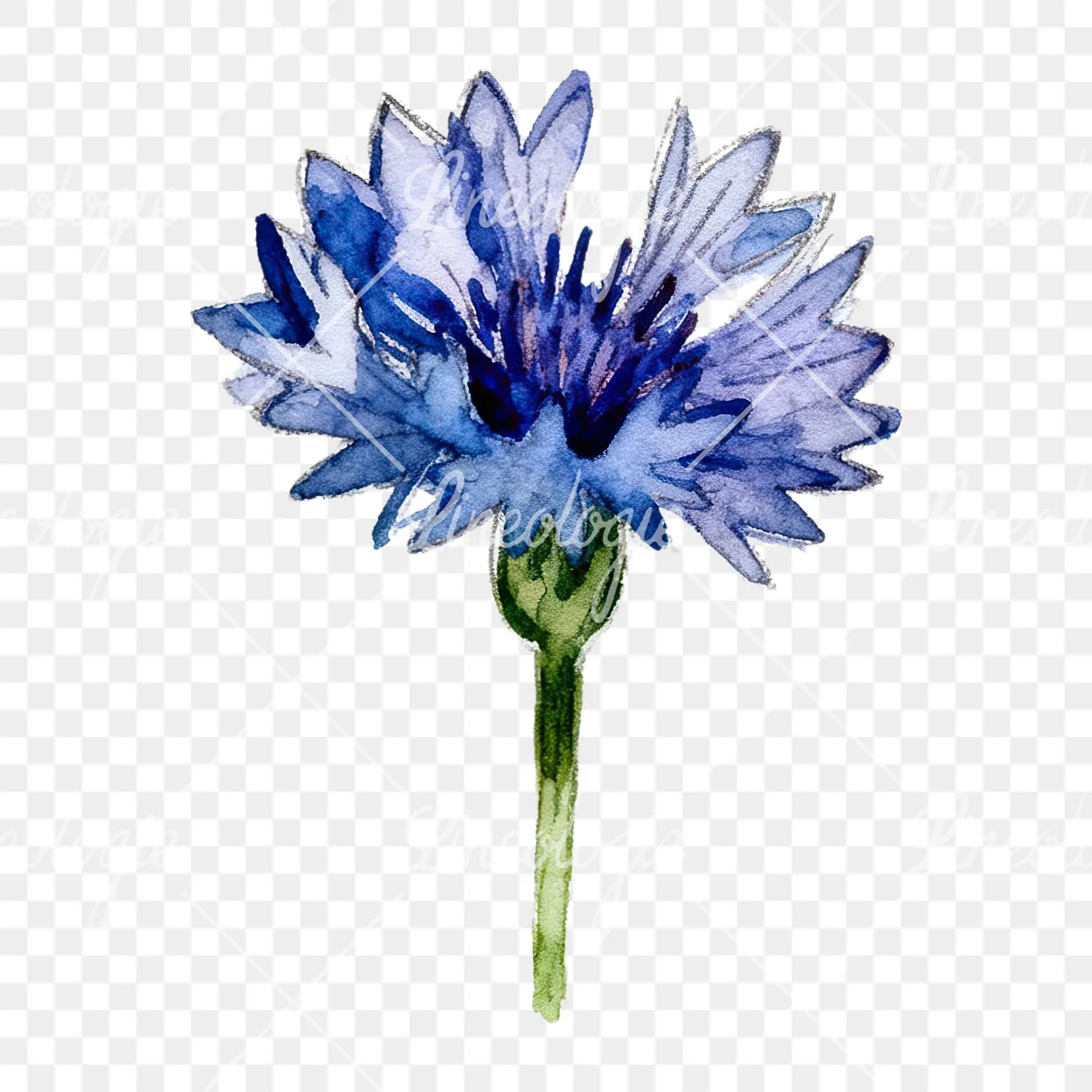 Watercolor blue and purple cornflower stem clipart 5 of 9 on a transparent background (PNG)