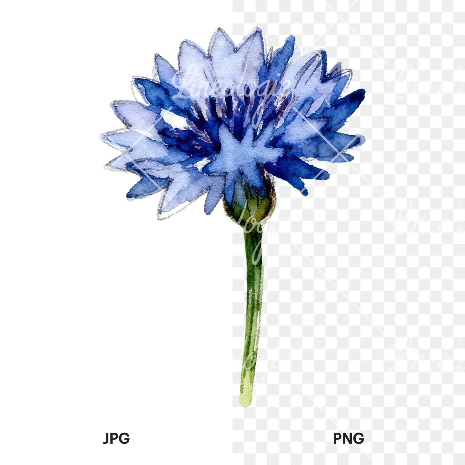 Watercolor blue and purple cornflower stem clipart 6 of 9, as a JPG on white and a transparent PNG