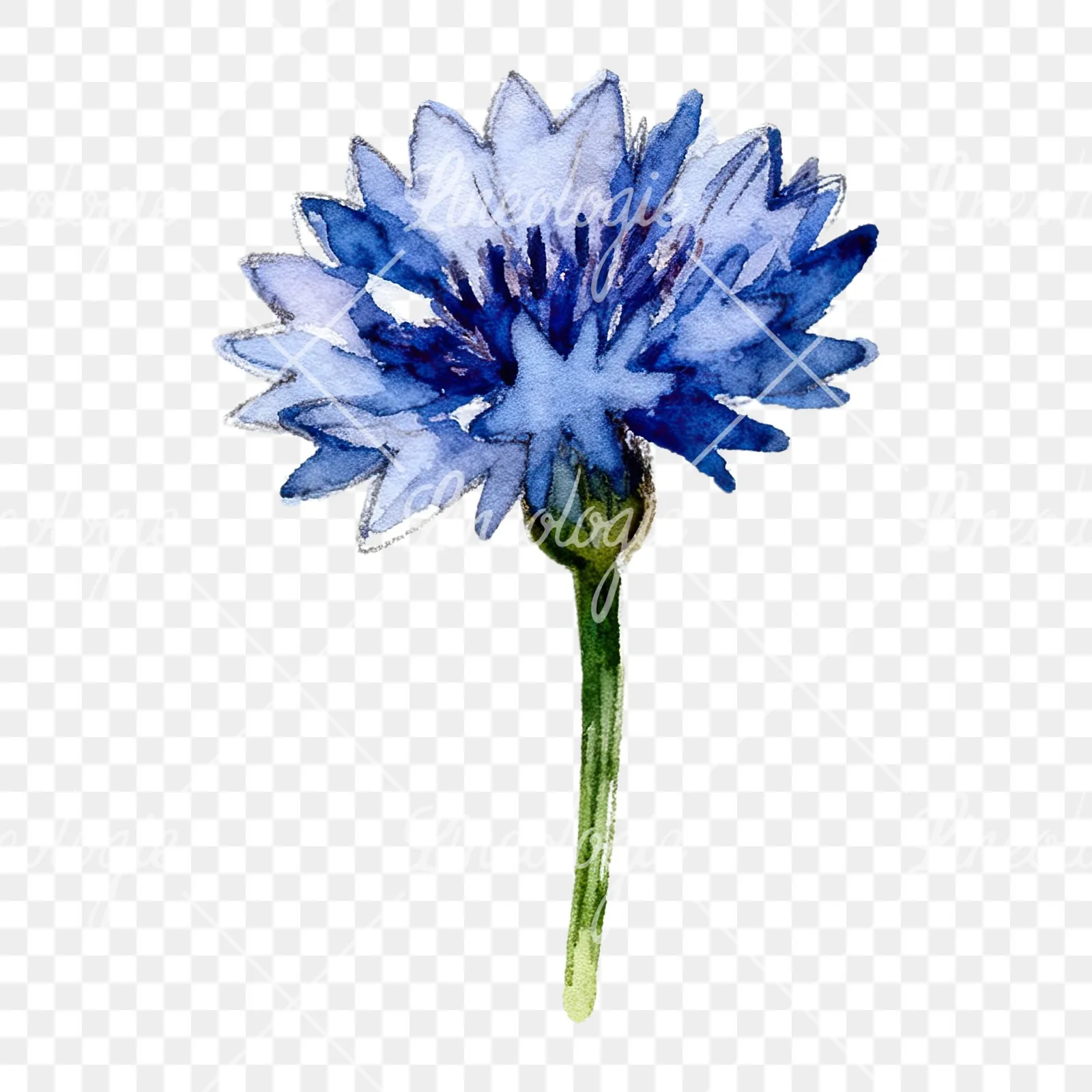 Watercolor blue and purple cornflower stem clipart 6 of 9 on a transparent background (PNG)