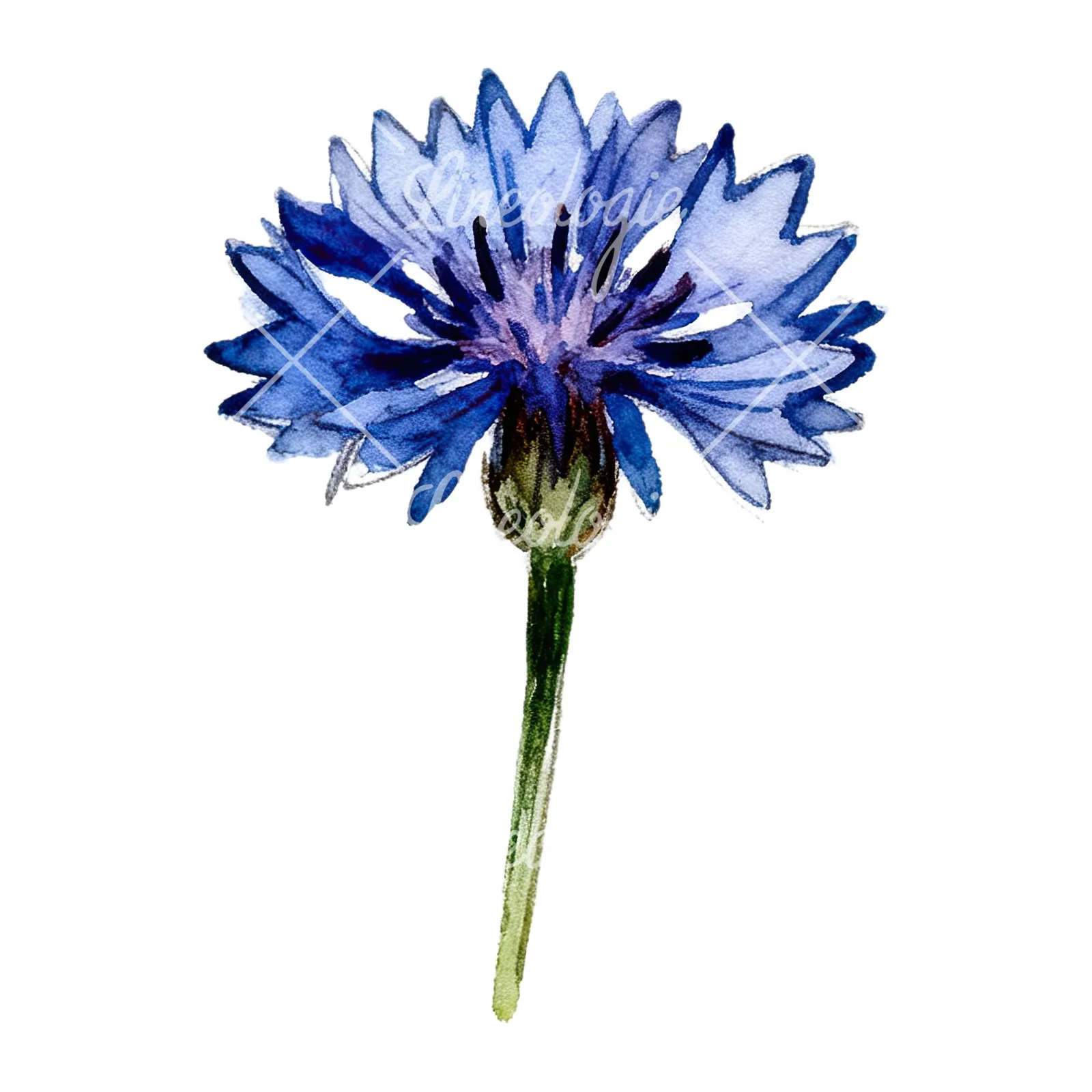Watercolor blue and purple cornflower stem clipart 7 of 9 on a white background (JPG)