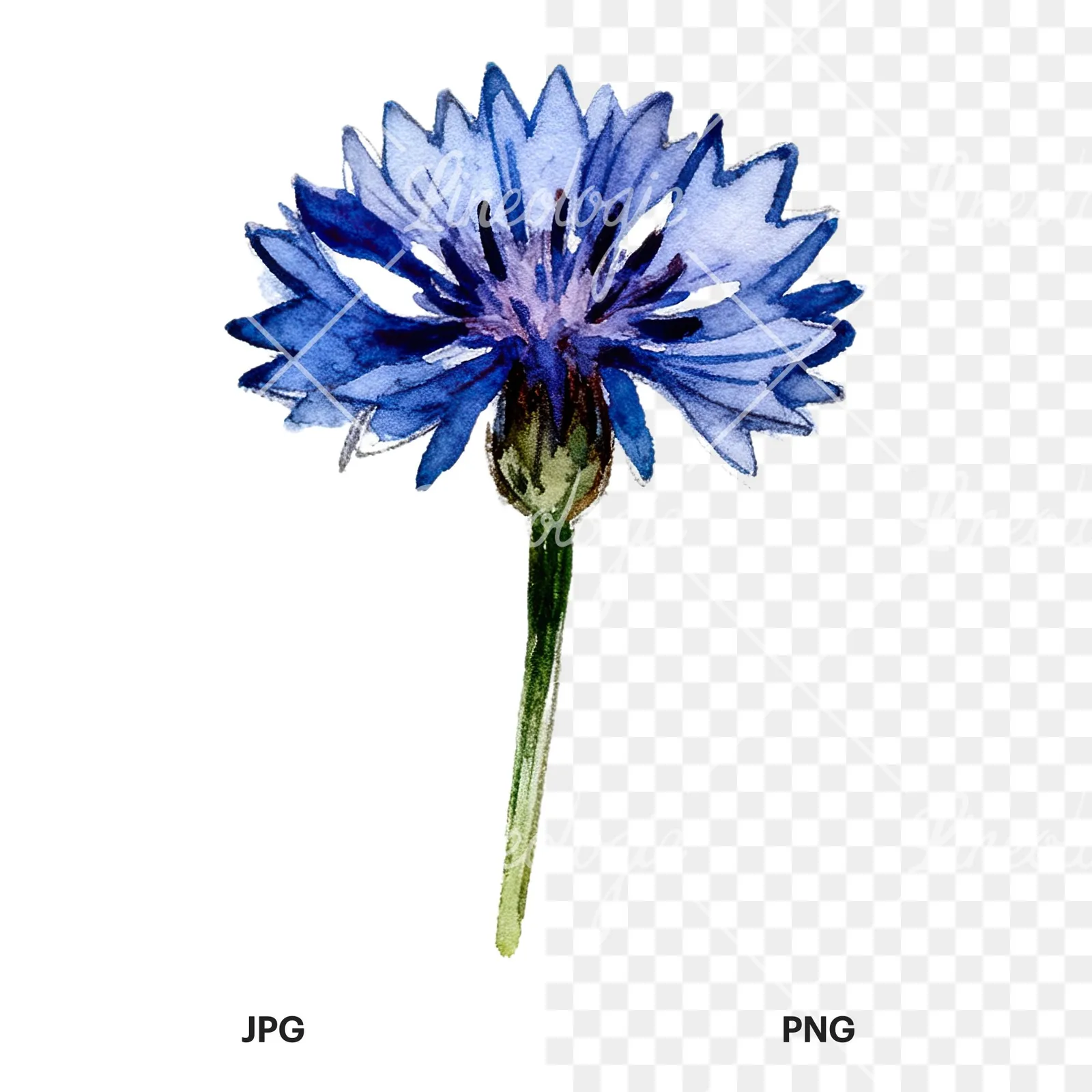 Watercolor blue and purple cornflower stem clipart 7 of 9, as a JPG on white and a transparent PNG