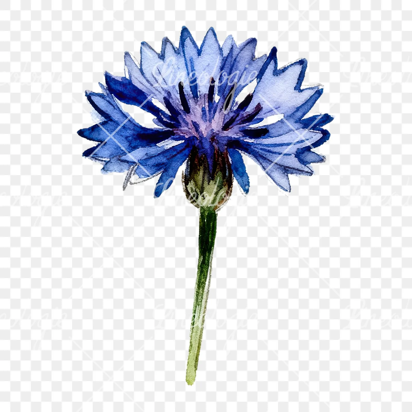 Watercolor blue and purple cornflower stem clipart 7 of 9 on a transparent background (PNG)