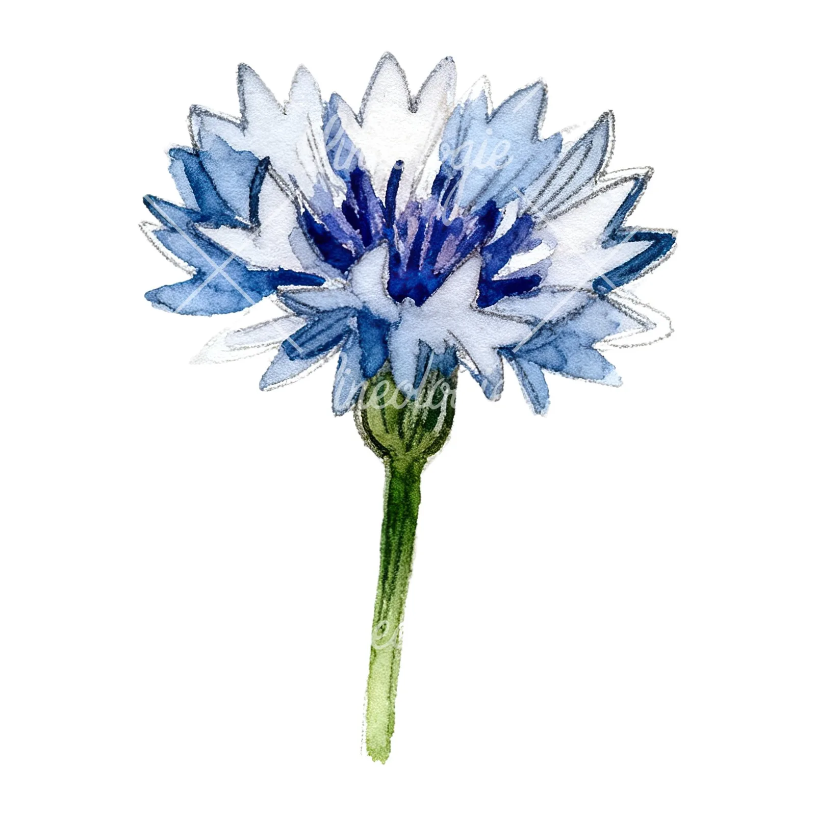 Watercolor blue and purple cornflower stem clipart 8 of 9 on a white background (JPG)