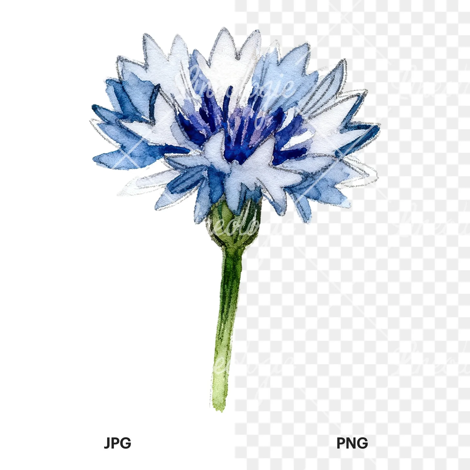 Watercolor blue and purple cornflower stem clipart 8 of 9, as a JPG on white and a transparent PNG