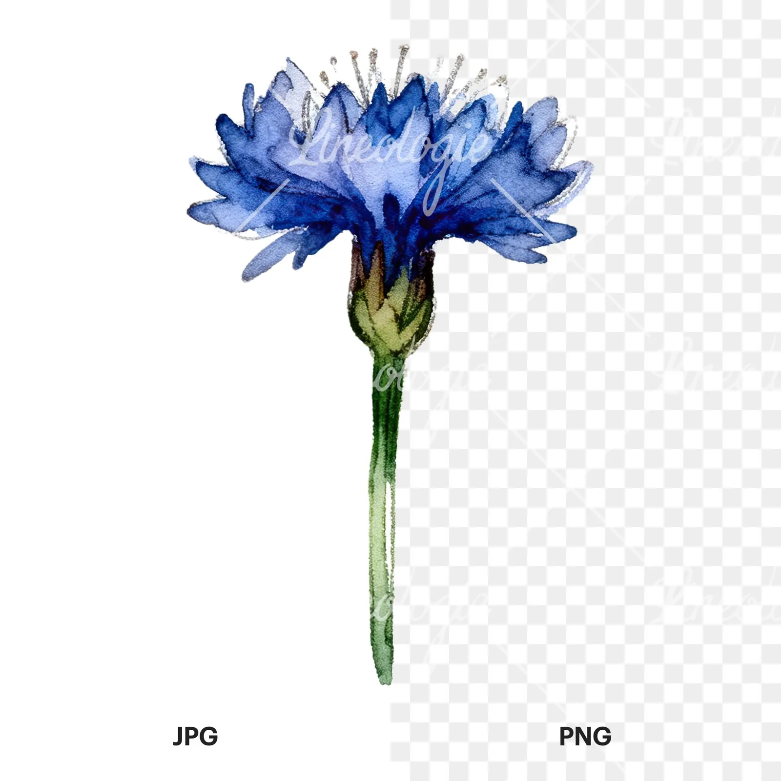 Watercolor blue and purple cornflower stem clipart 9 of 9, as a JPG on white and a transparent PNG