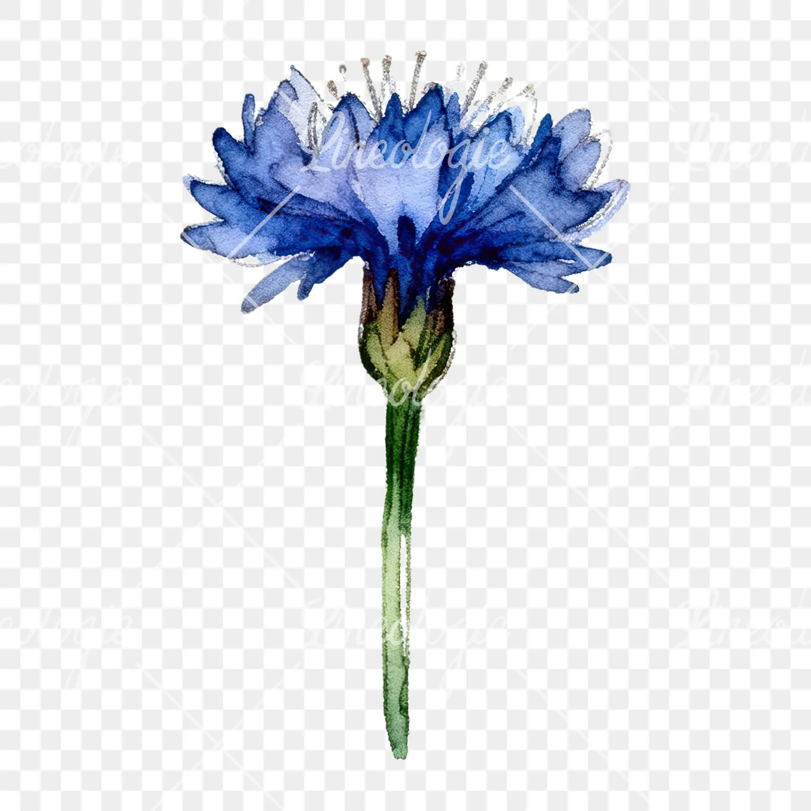 Watercolor blue and purple cornflower stem clipart 9 of 9 on a transparent background (PNG)
