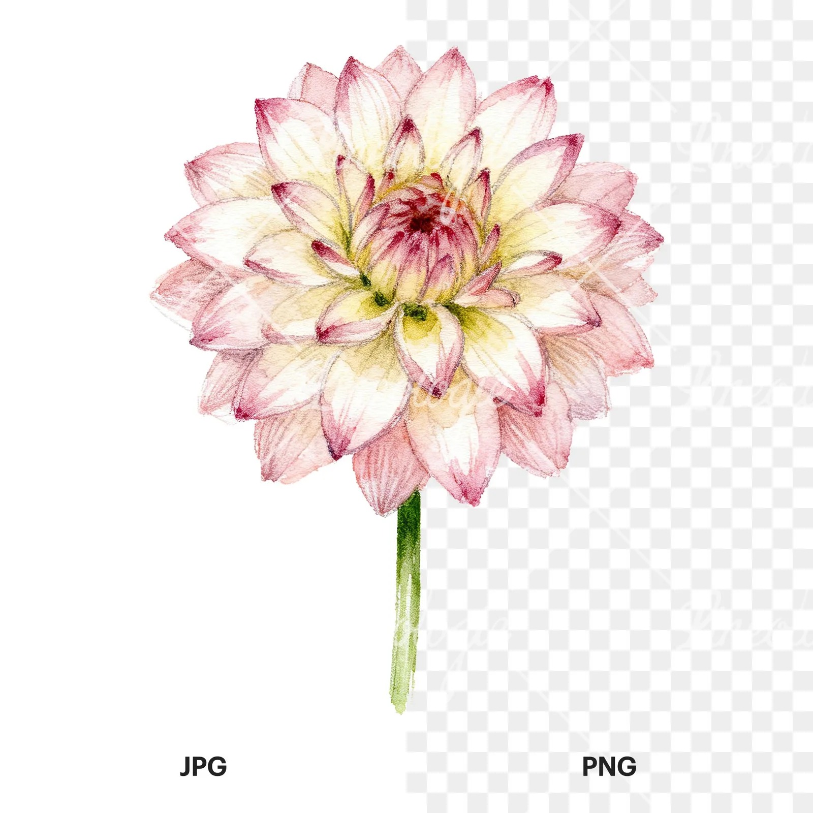 Watercolor peach dahlia flower clipart 1 of 9, as a JPG on white and a transparent PNG