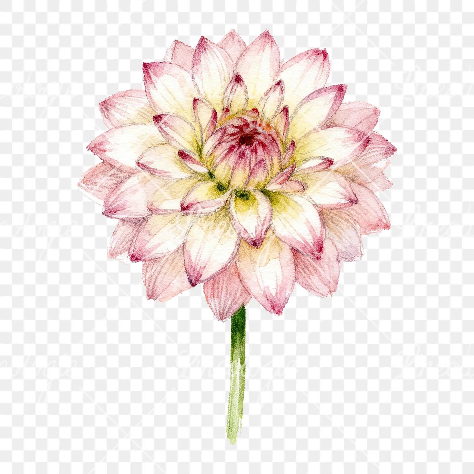 Watercolor peach dahlia flower clipart 1 of 9 on a transparent background (PNG)