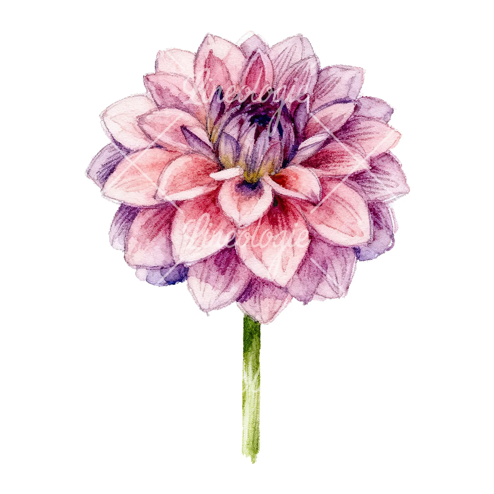 Watercolor peach dahlia flower clipart 2 of 9 on a white background (JPG)