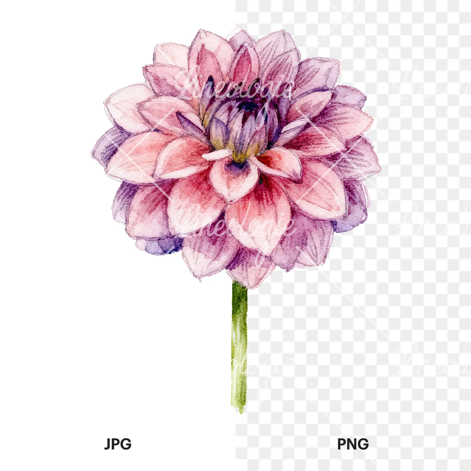 Watercolor peach dahlia flower clipart 2 of 9, as a JPG on white and a transparent PNG