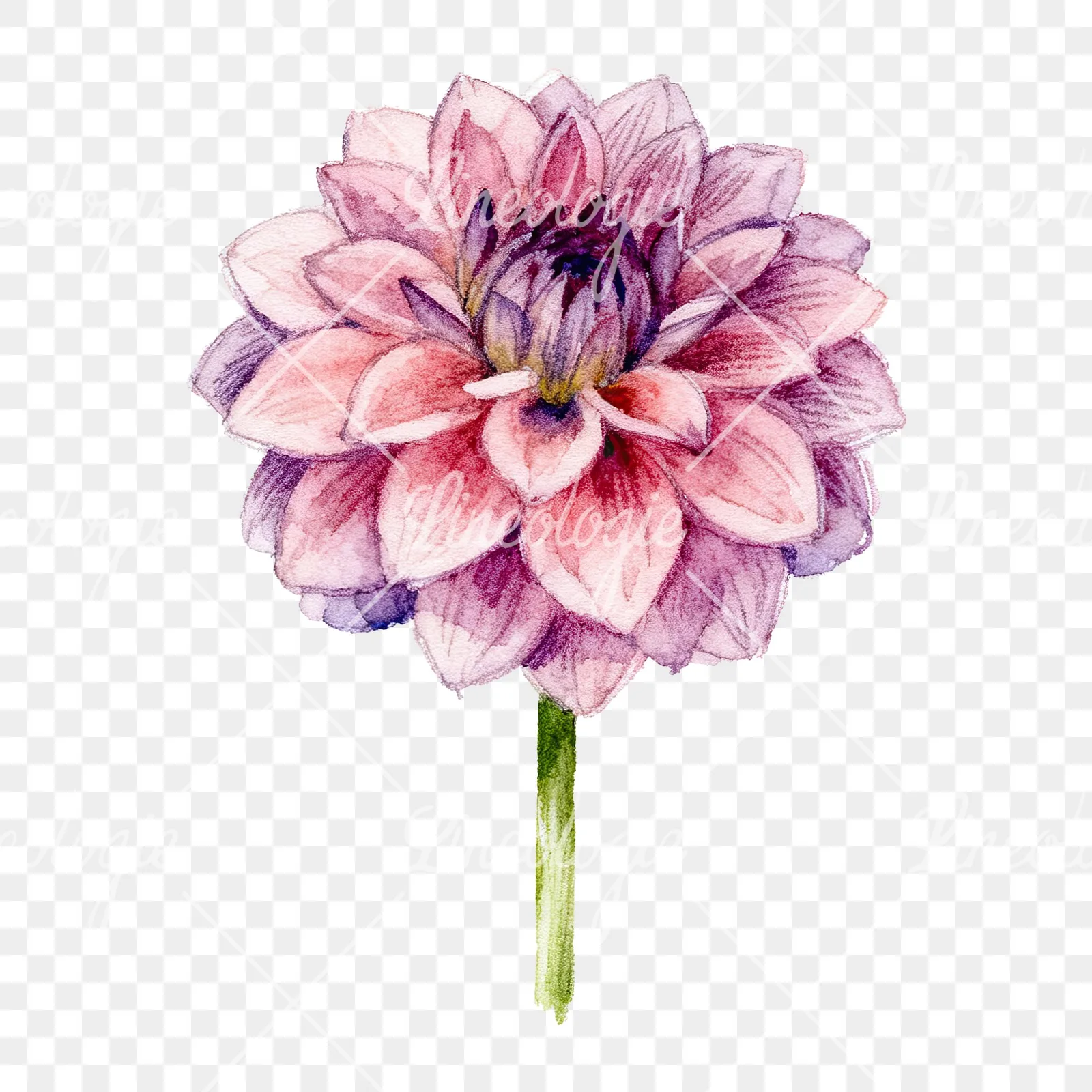 Watercolor peach dahlia flower clipart 2 of 9 on a transparent background (PNG)