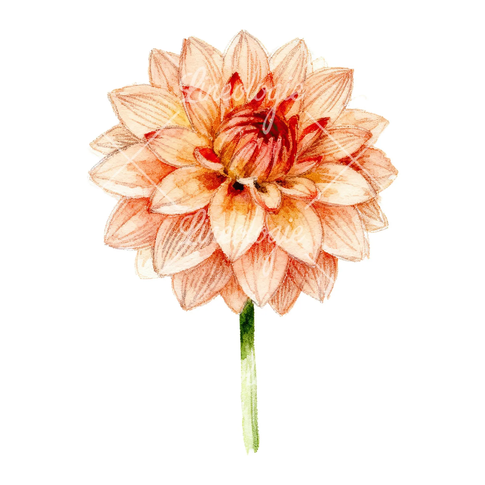 Watercolor peach dahlia flower clipart 3 of 9 on a white background (JPG)