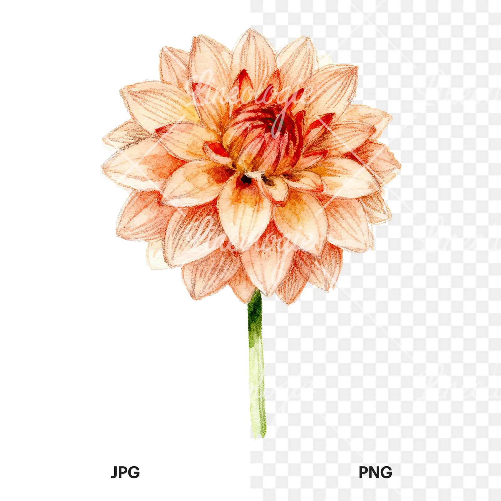 Watercolor peach dahlia flower clipart 3 of 9, as a JPG on white and a transparent PNG