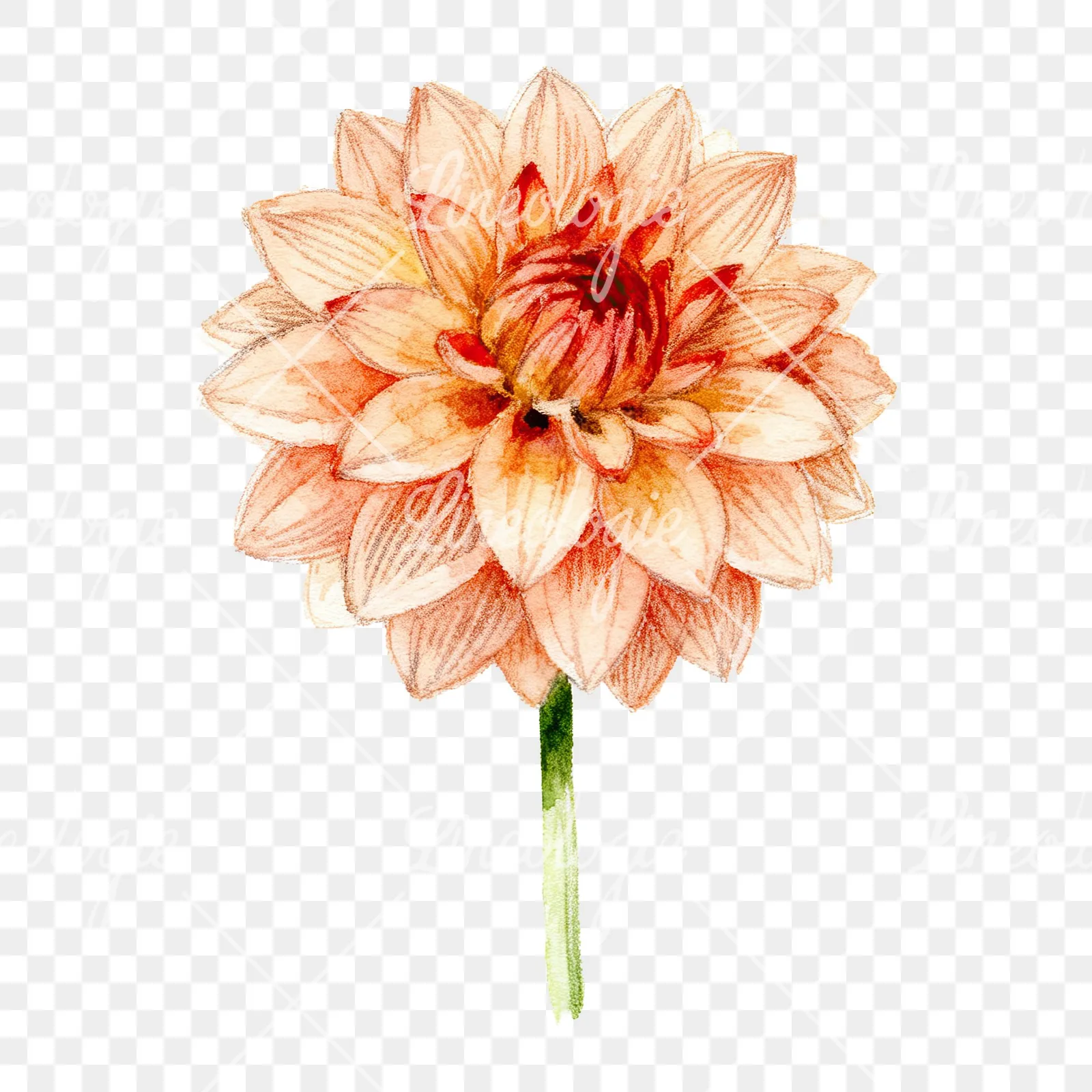 Watercolor peach dahlia flower clipart 3 of 9 on a transparent background (PNG)