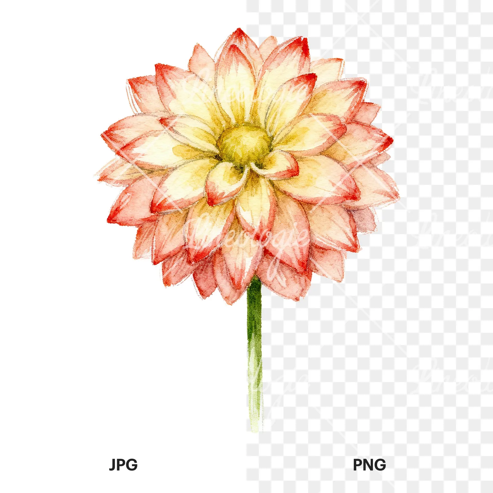 Watercolor peach dahlia flower clipart 4 of 9, as a JPG on white and a transparent PNG