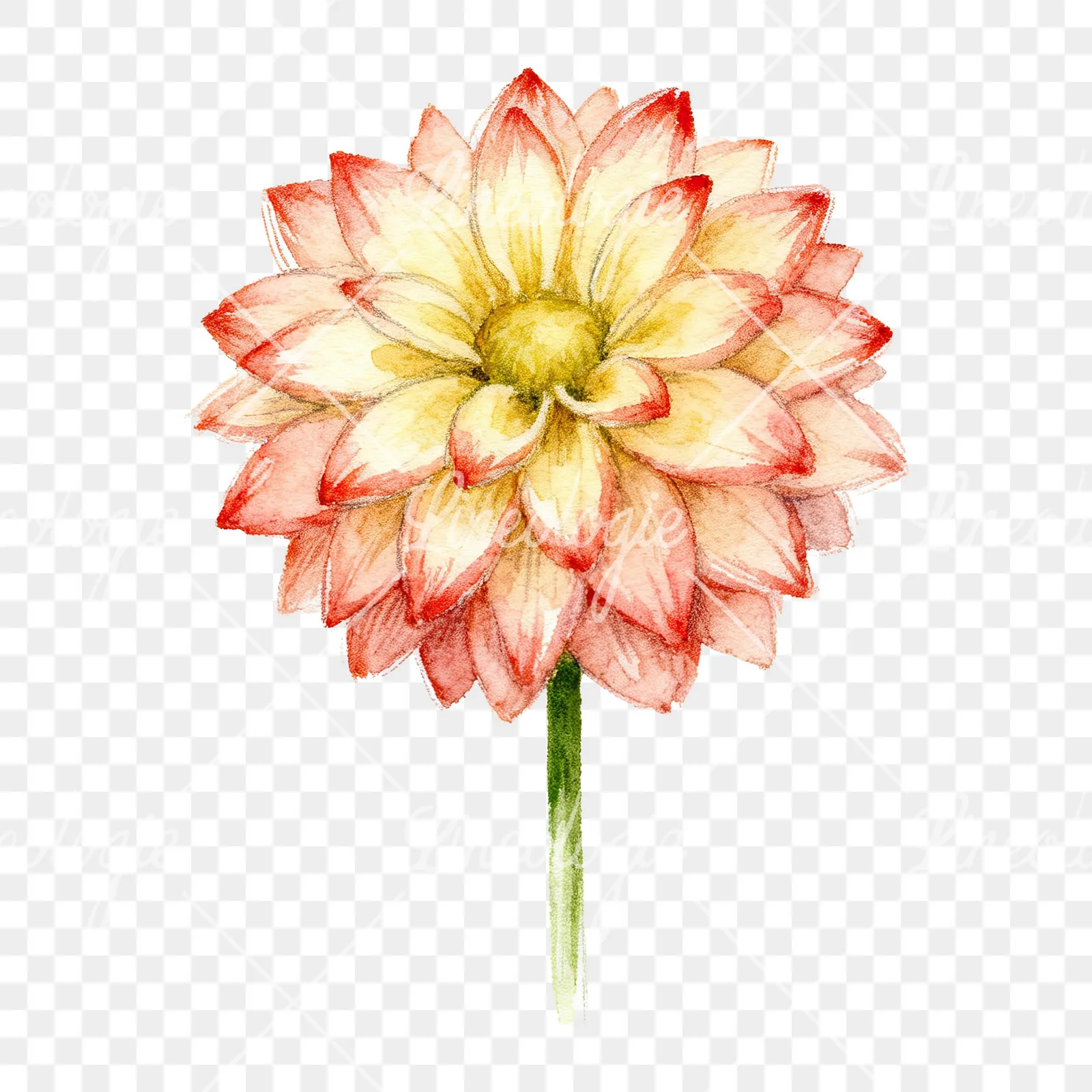 Watercolor peach dahlia flower clipart 4 of 9 on a transparent background (PNG)