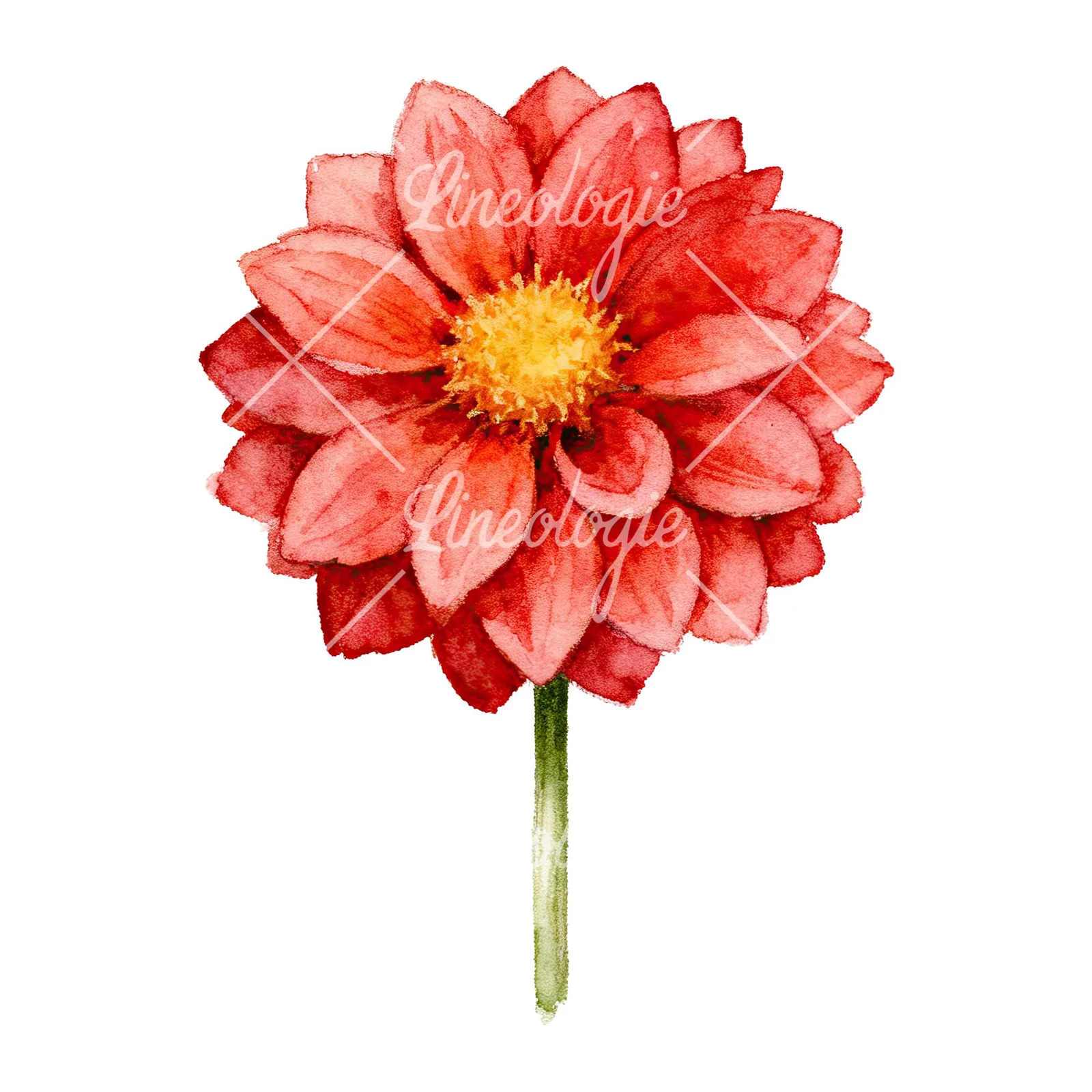 Watercolor peach dahlia flower clipart 5 of 9 on a white background (JPG)