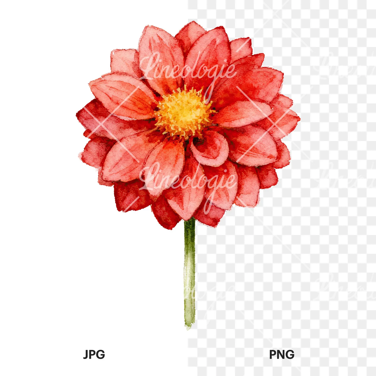 Watercolor peach dahlia flower clipart 5 of 9, as a JPG on white and a transparent PNG