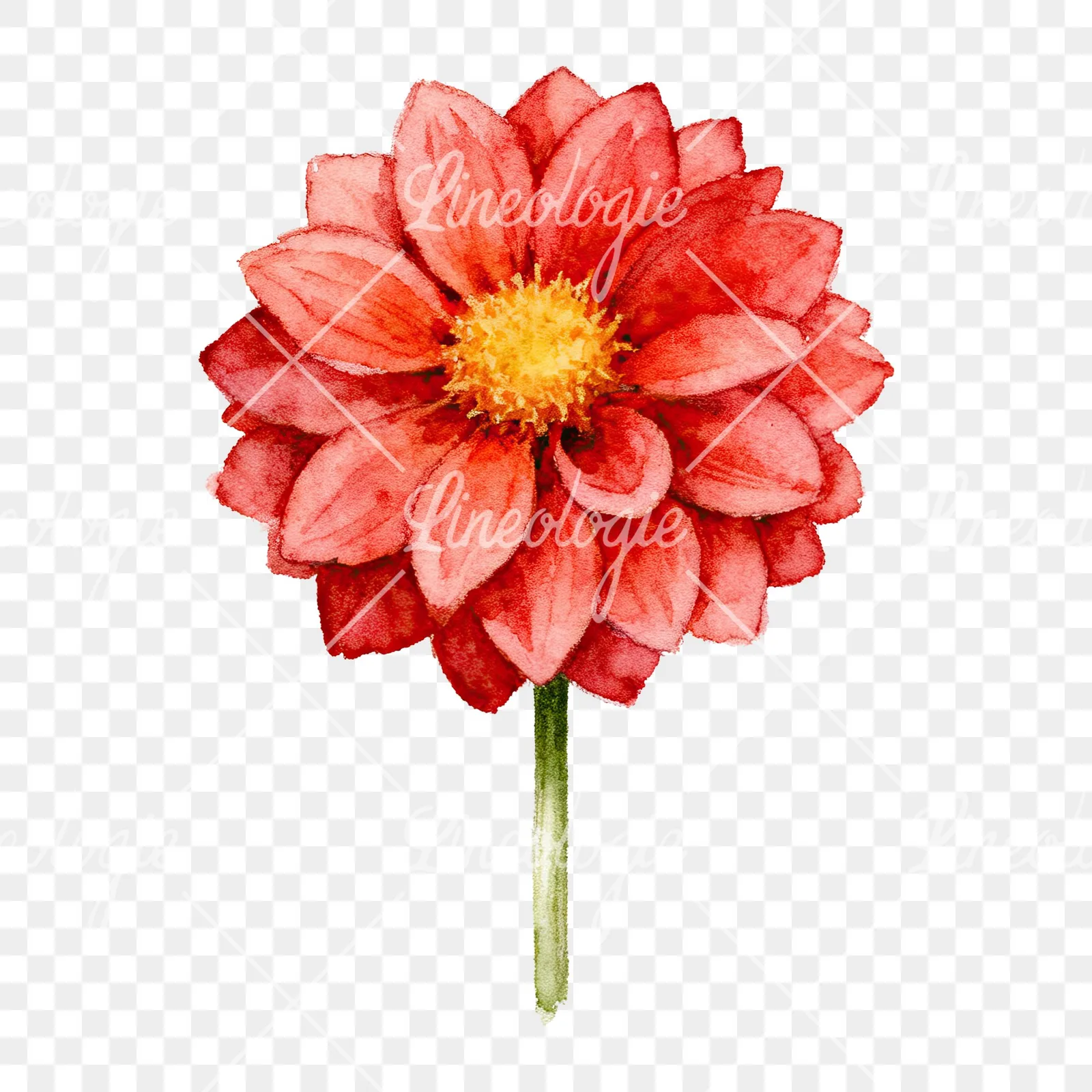 Watercolor peach dahlia flower clipart 5 of 9 on a transparent background (PNG)