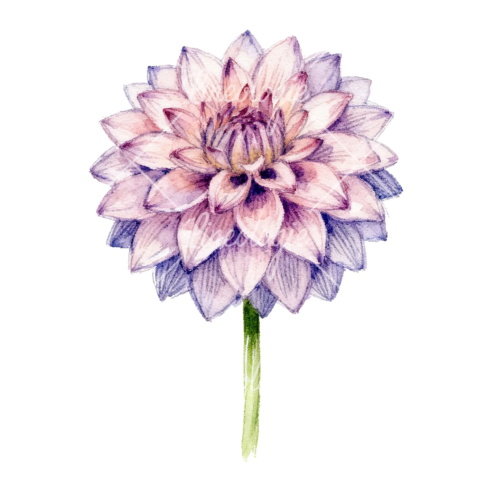 Watercolor peach dahlia flower clipart 6 of 9 on a white background (JPG)