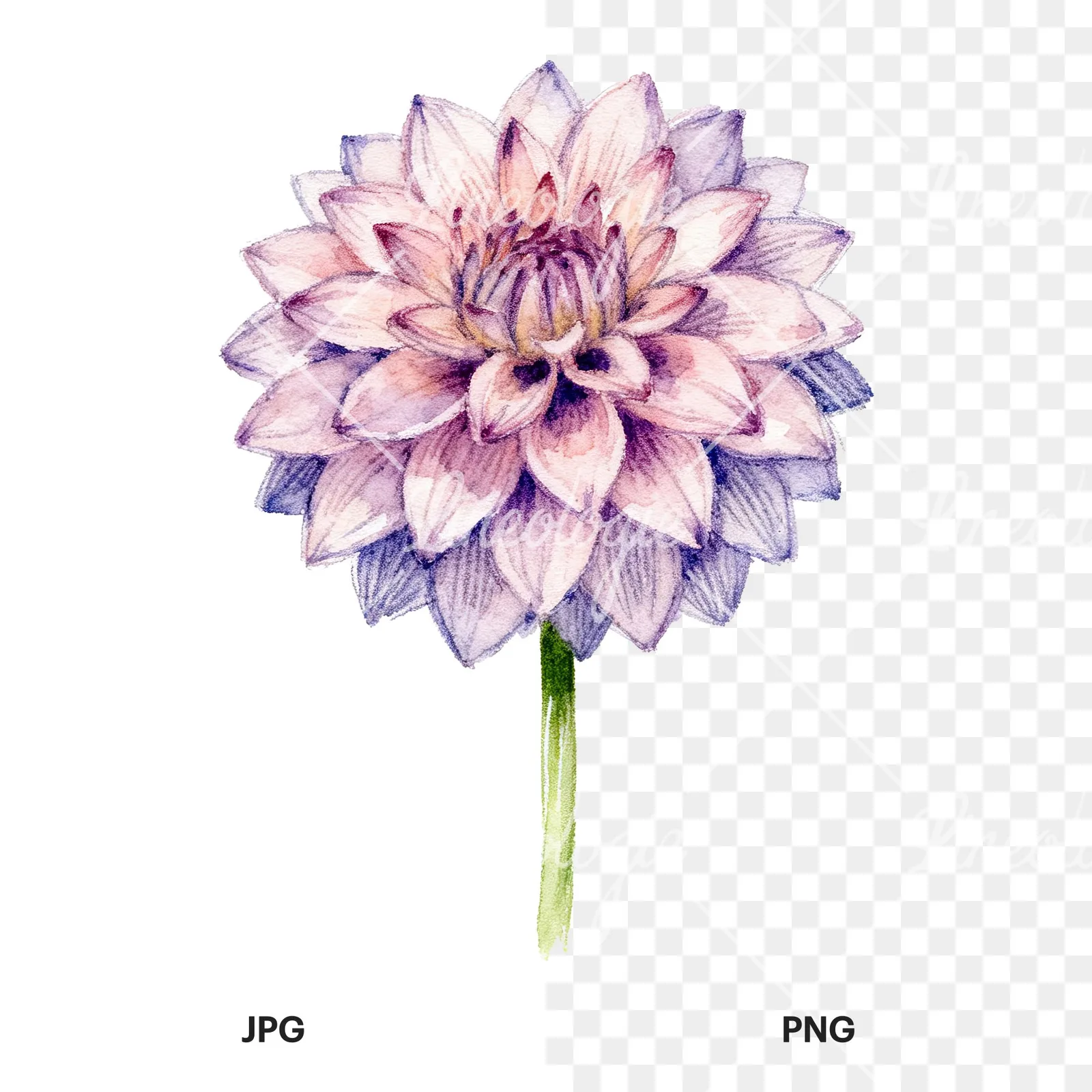 Watercolor peach dahlia flower clipart 6 of 9, as a JPG on white and a transparent PNG